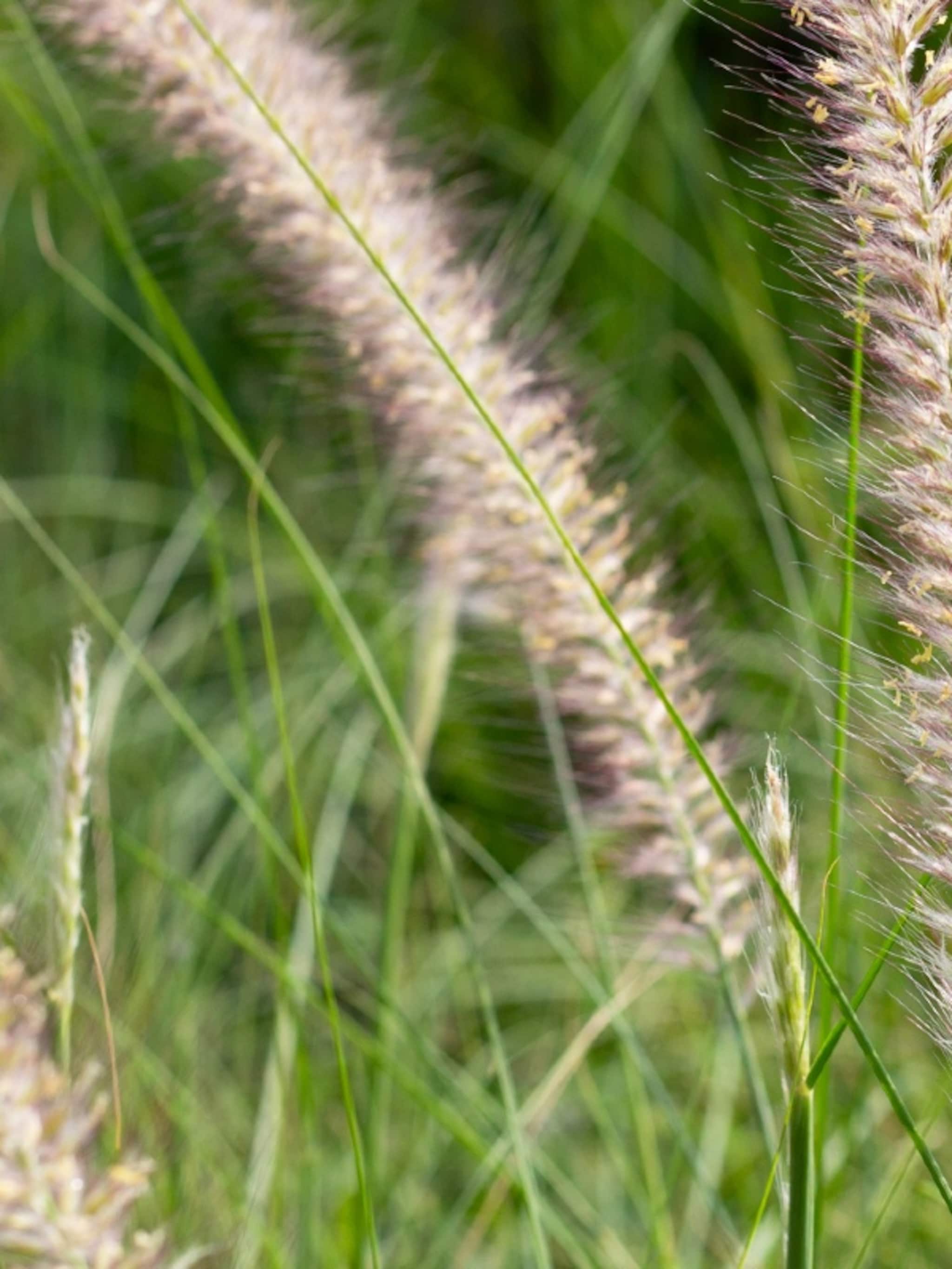 lampenpoetsersgras pennisetum alopecuroides hameln