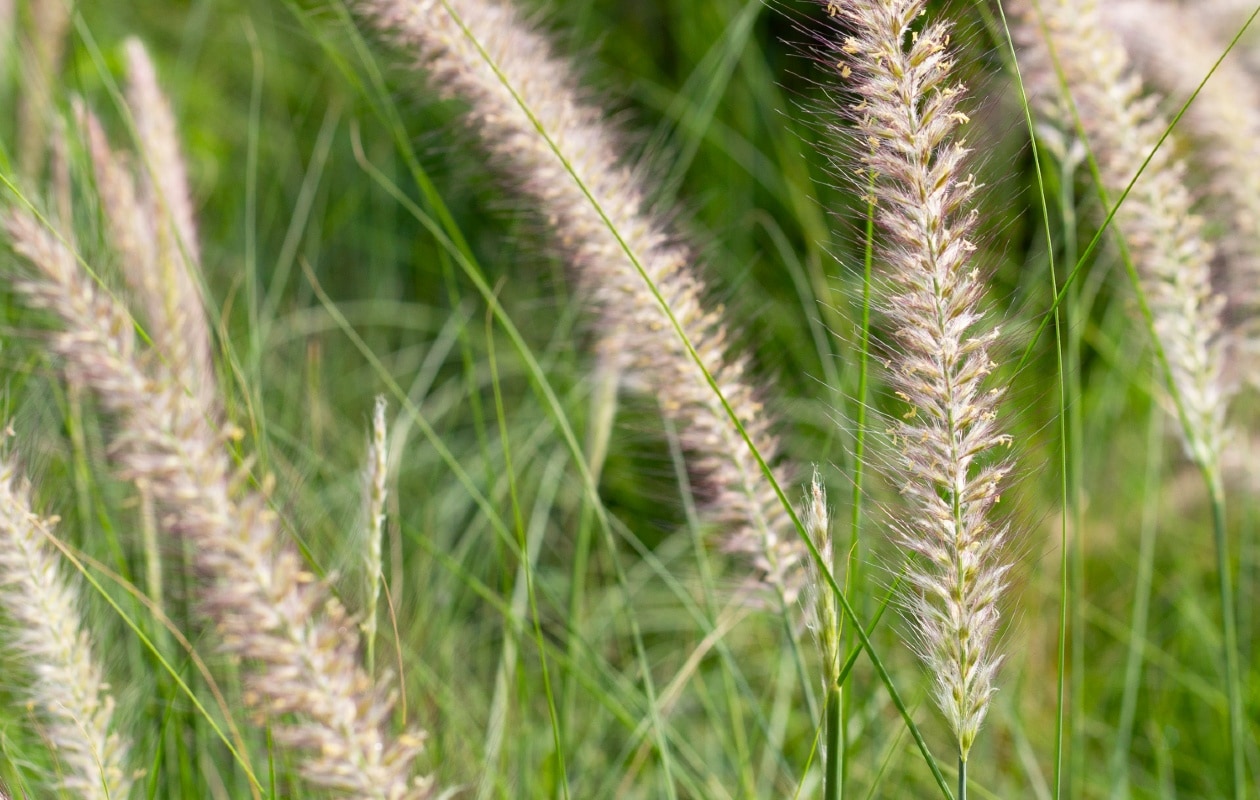 Lampenpoetsersgras Pennisetum alopecuroides 'Hameln' Canva