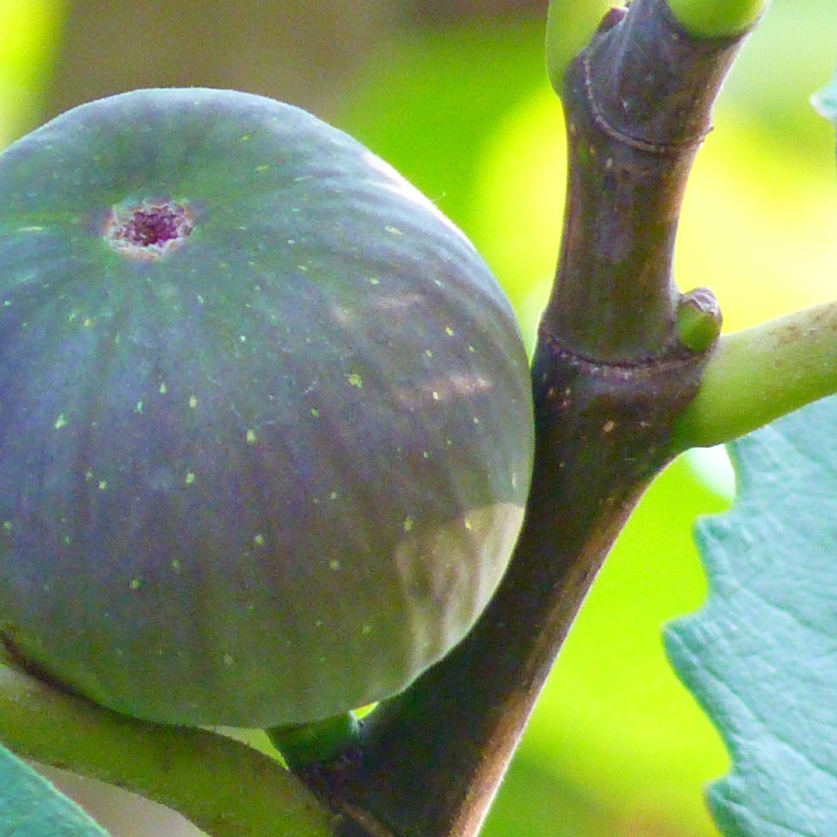 Vijgenboom Pixabay