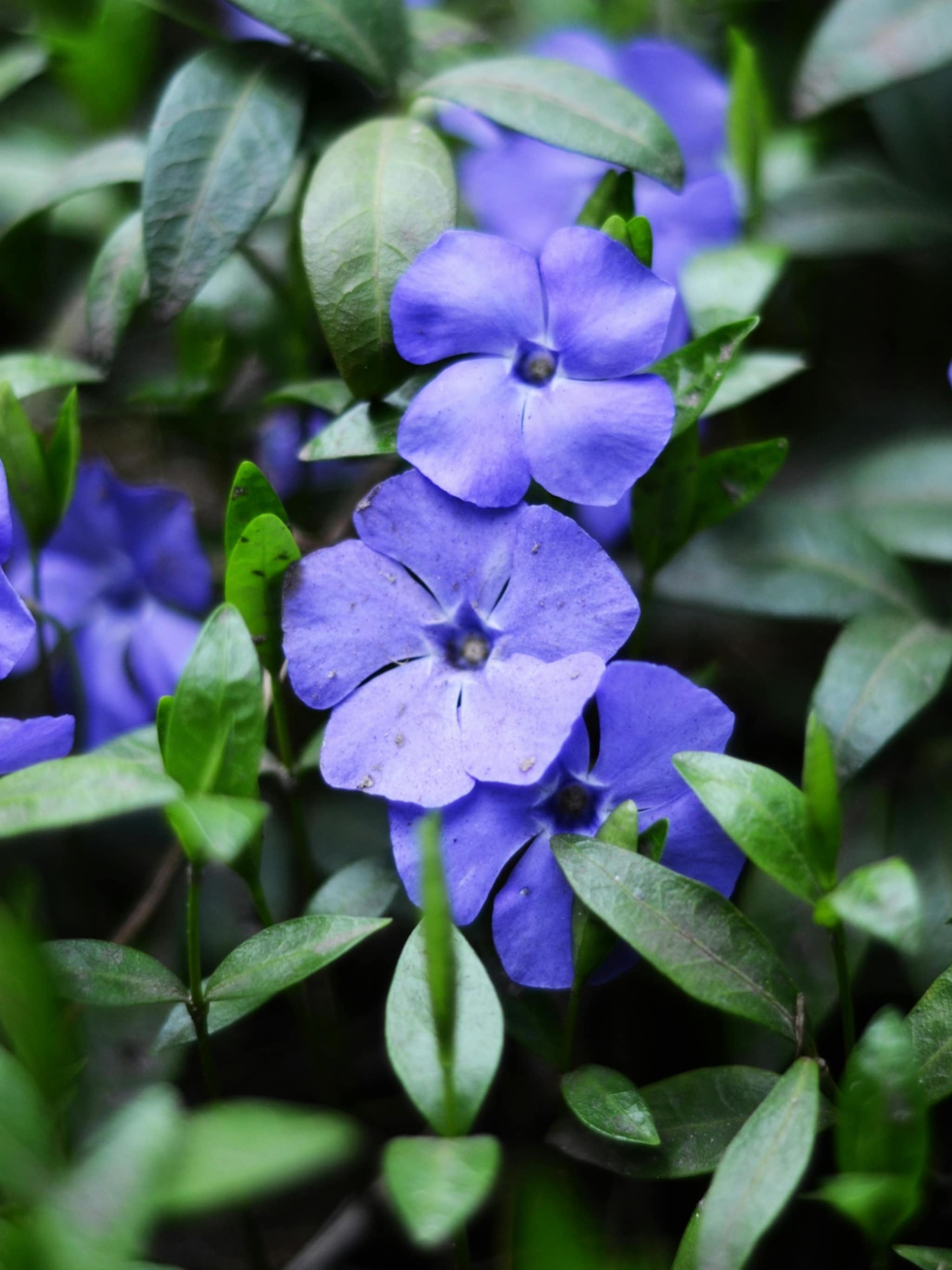 van planten tot snoeien alles over de kleine maagdenpalm vinca minor