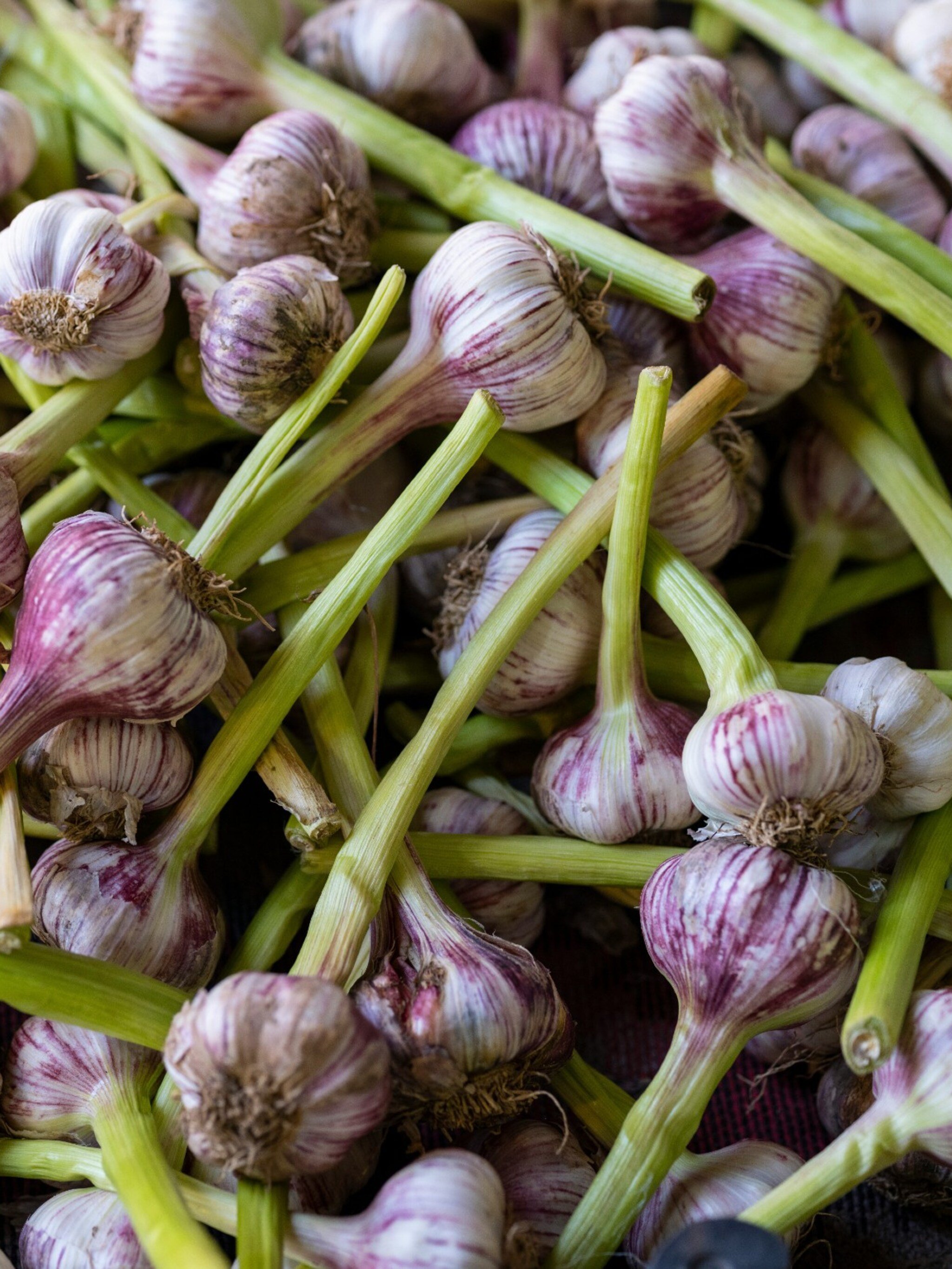 ster in de keuken zelf knoflook kweken in een pot of de volle grond