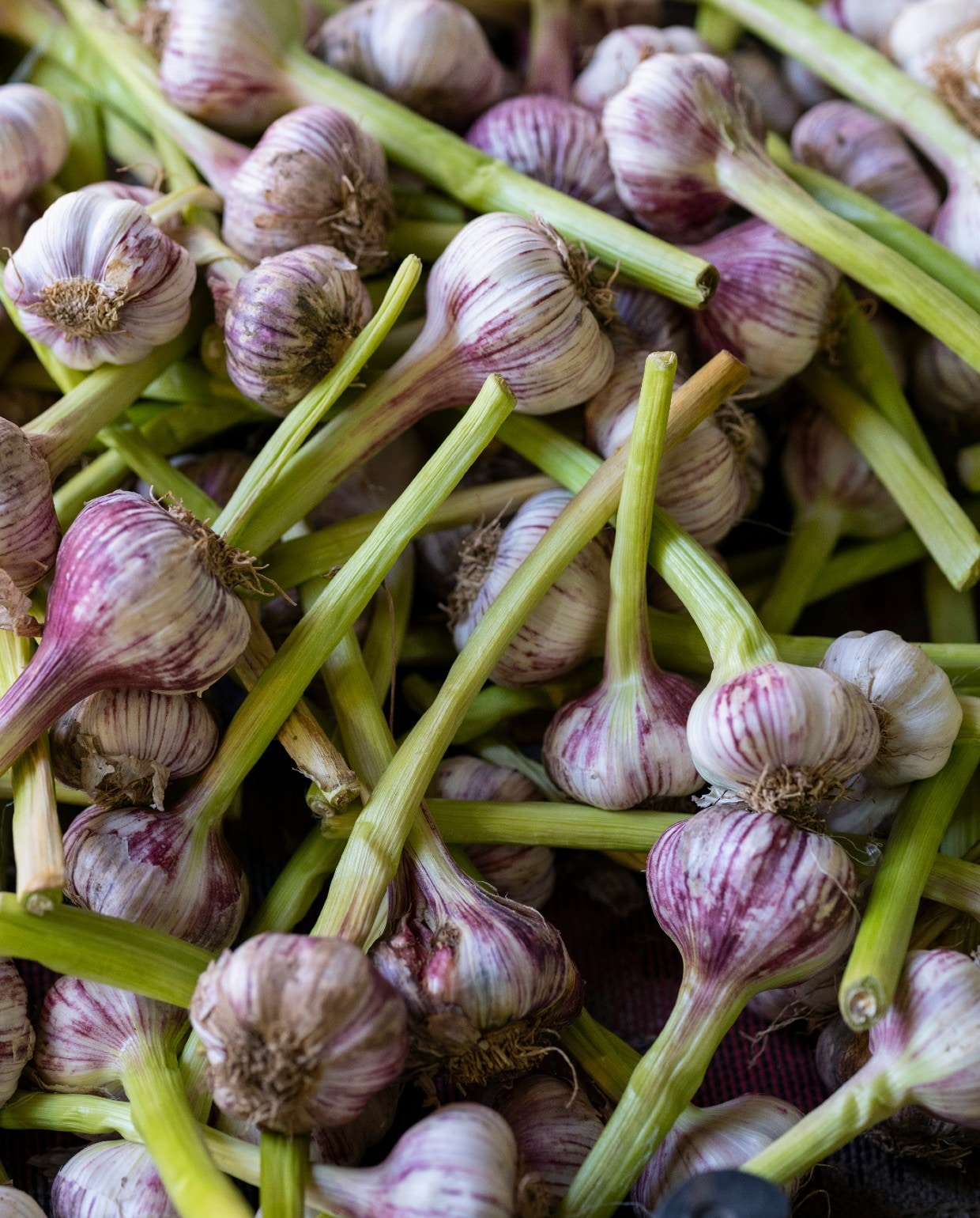 Verse knoflook Unsplash