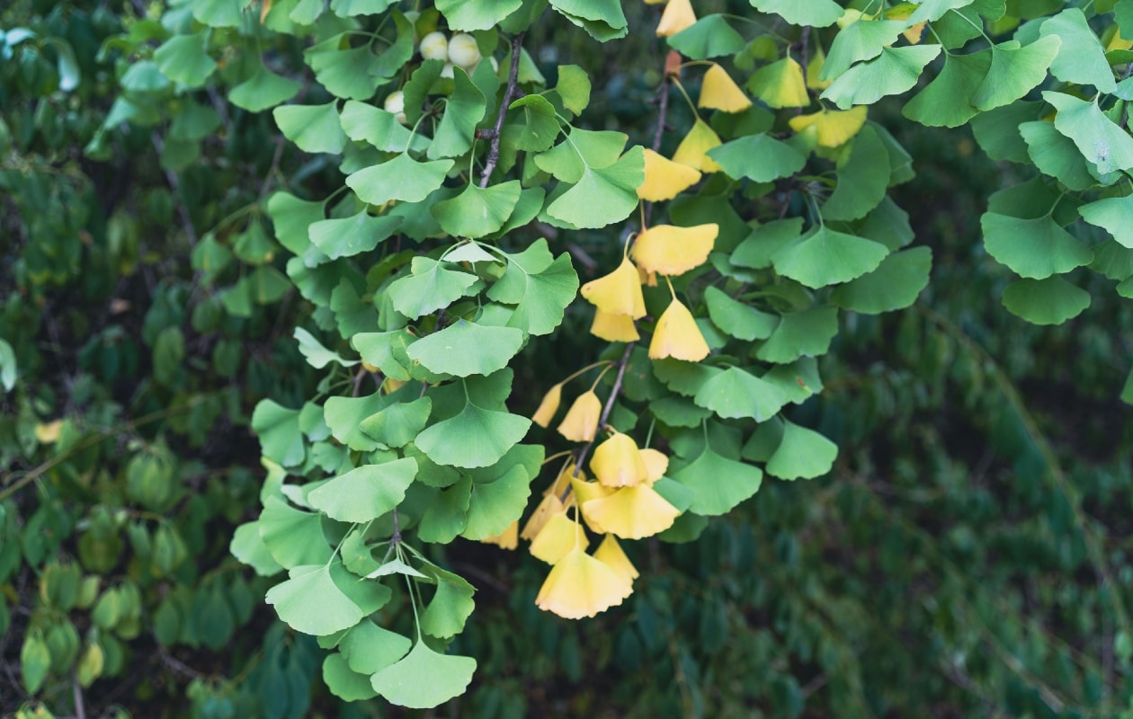 Gingko biloba of Japanse notenboom Unsplash