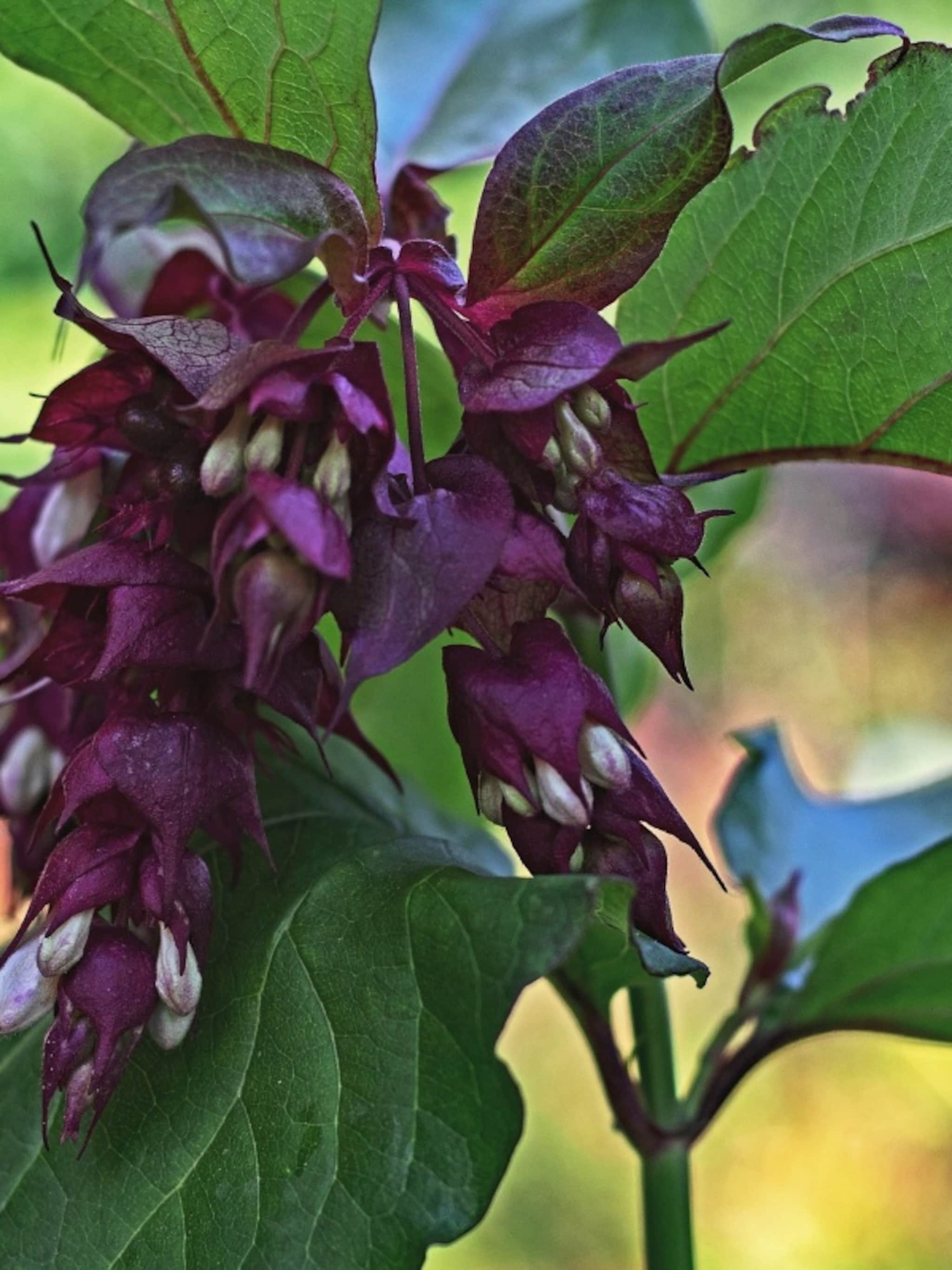 sierlijk en smaakvol alles over de leycesteria formosa of grootmoeders oorbel
