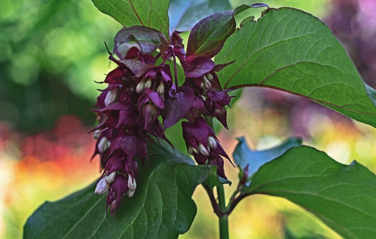Leycesteria Formosa of Grootmoeders oorbel Pixabay