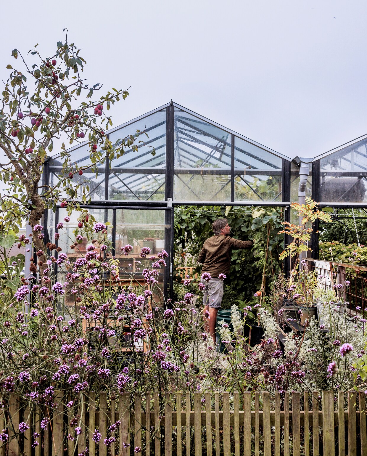 De (tweedehands) kas, waarvan de linker kap in de tuin van Mark en Vivian staat, en de rechter kap in die van de buren. Op de voorgrond een groot stuk beplanting met verbena. Voor de kas staat een pruimenboom. vtwonen tuinspecial 09 | styling Fietje Bruijn | fotografie Ernie Enkelaar
