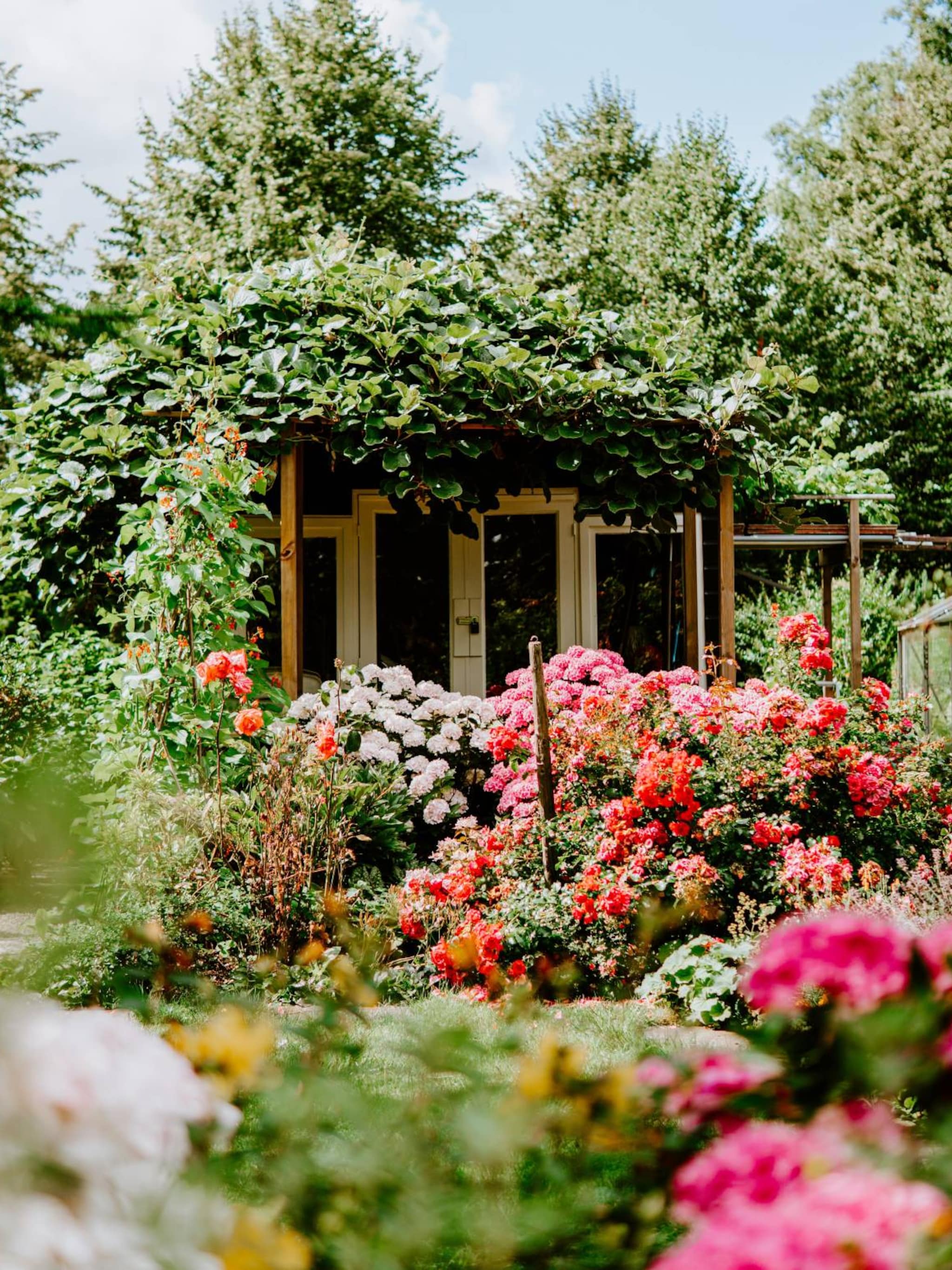 makkelijke zomerbloemen om te kweken