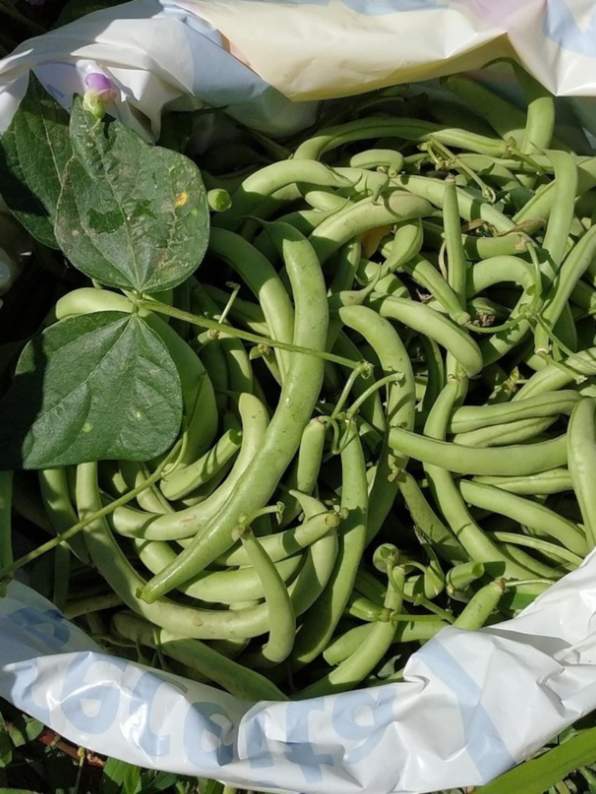 boontjes uit eigen tuin zo kweek je het beste sperziebonen