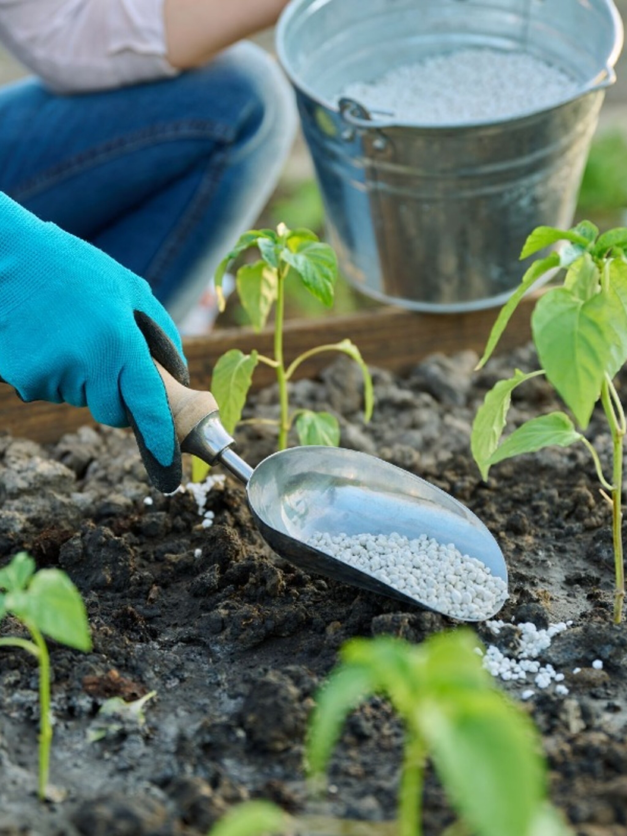 van gazon tot haag alles over het bemesten van de tuin