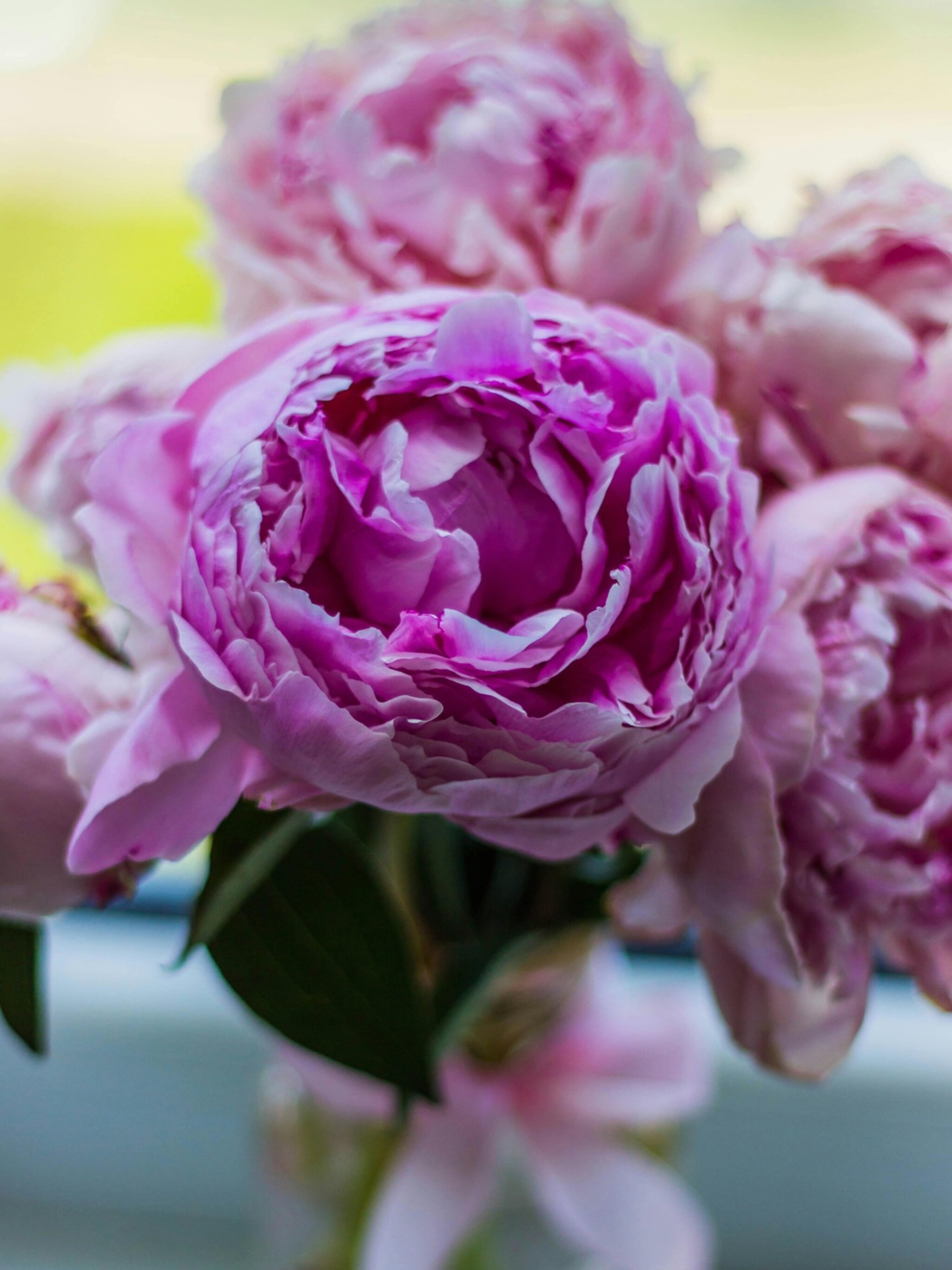 alles-over-pioenrozen-planten-verzorgen-en-snoeien