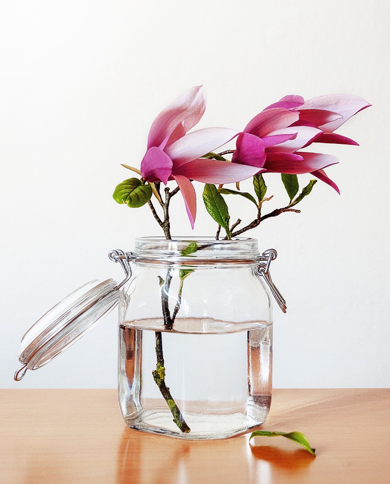 sfeerbeeld magnolia foto van Wilfried Santer via Unsplash Wilfried Santer via Unsplash