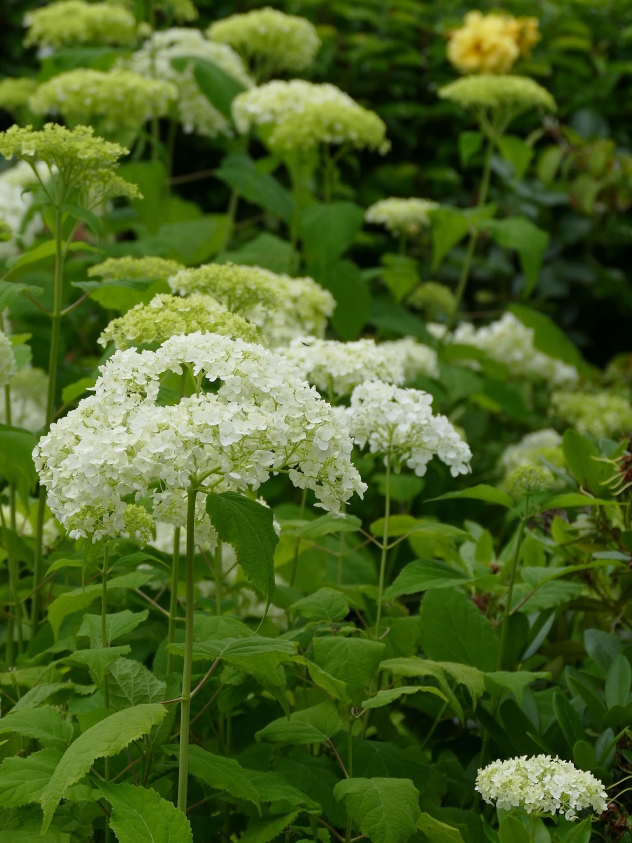 alles-wat-je-wilt-en-moet-weten-over-de-hortensia-annabelle