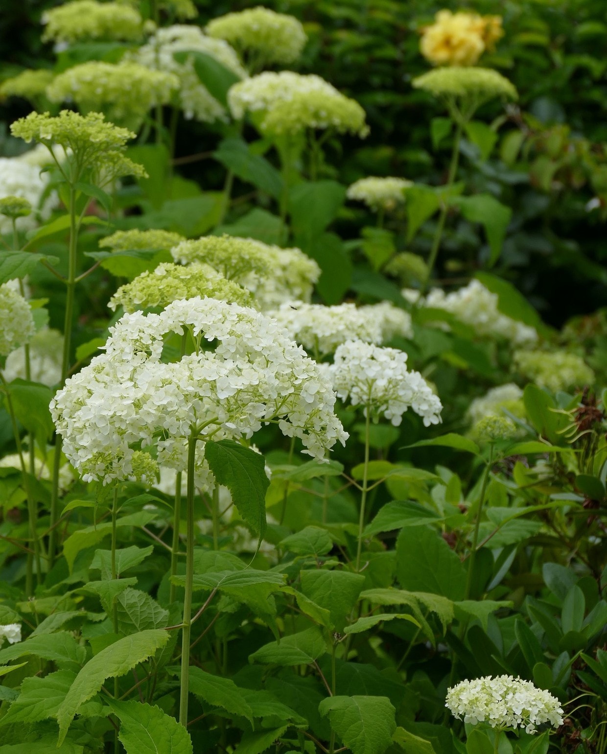 Hortenisa of Hydrangea Annabelle Pixabay