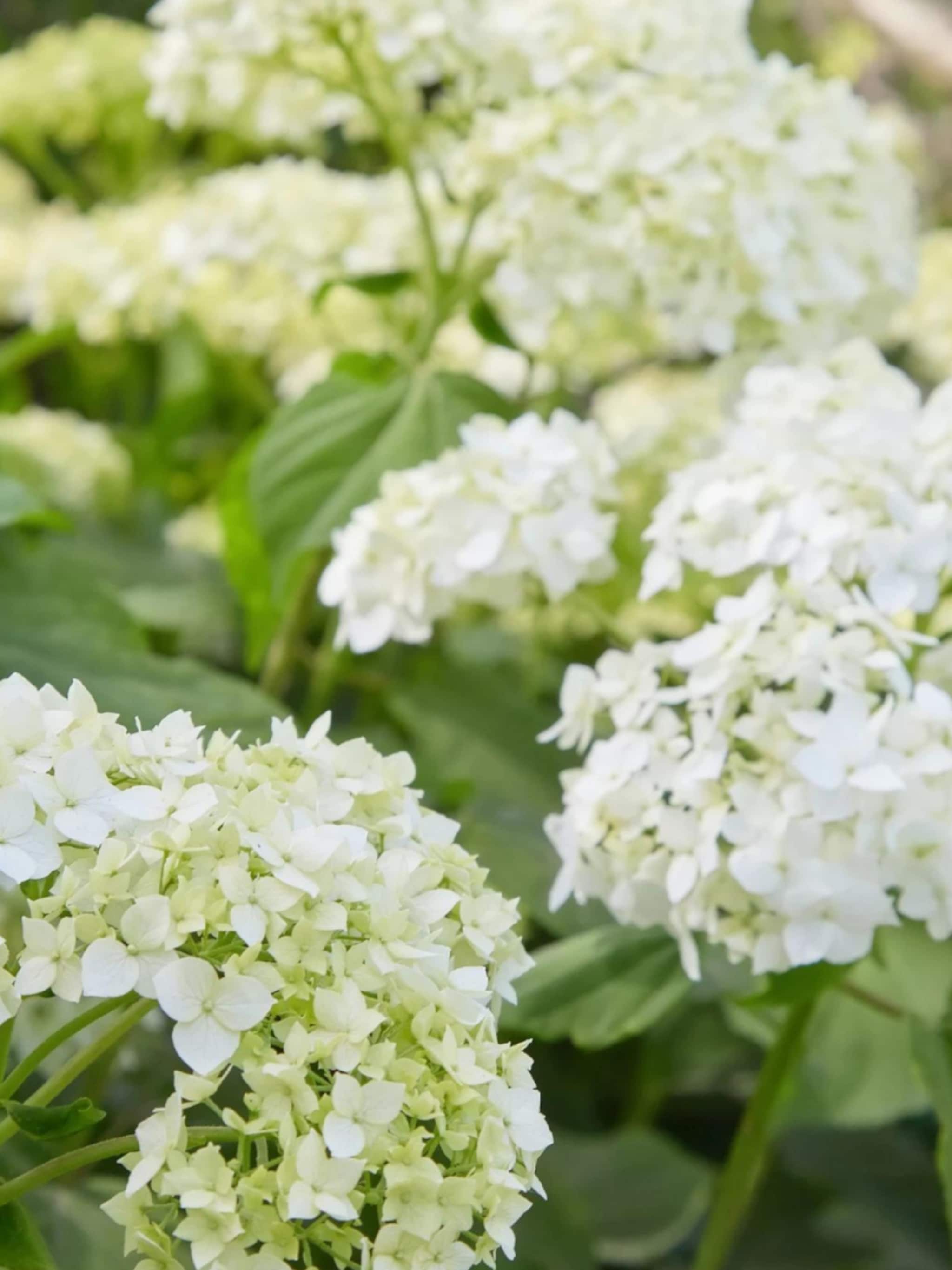 planten voor landelijke tuin