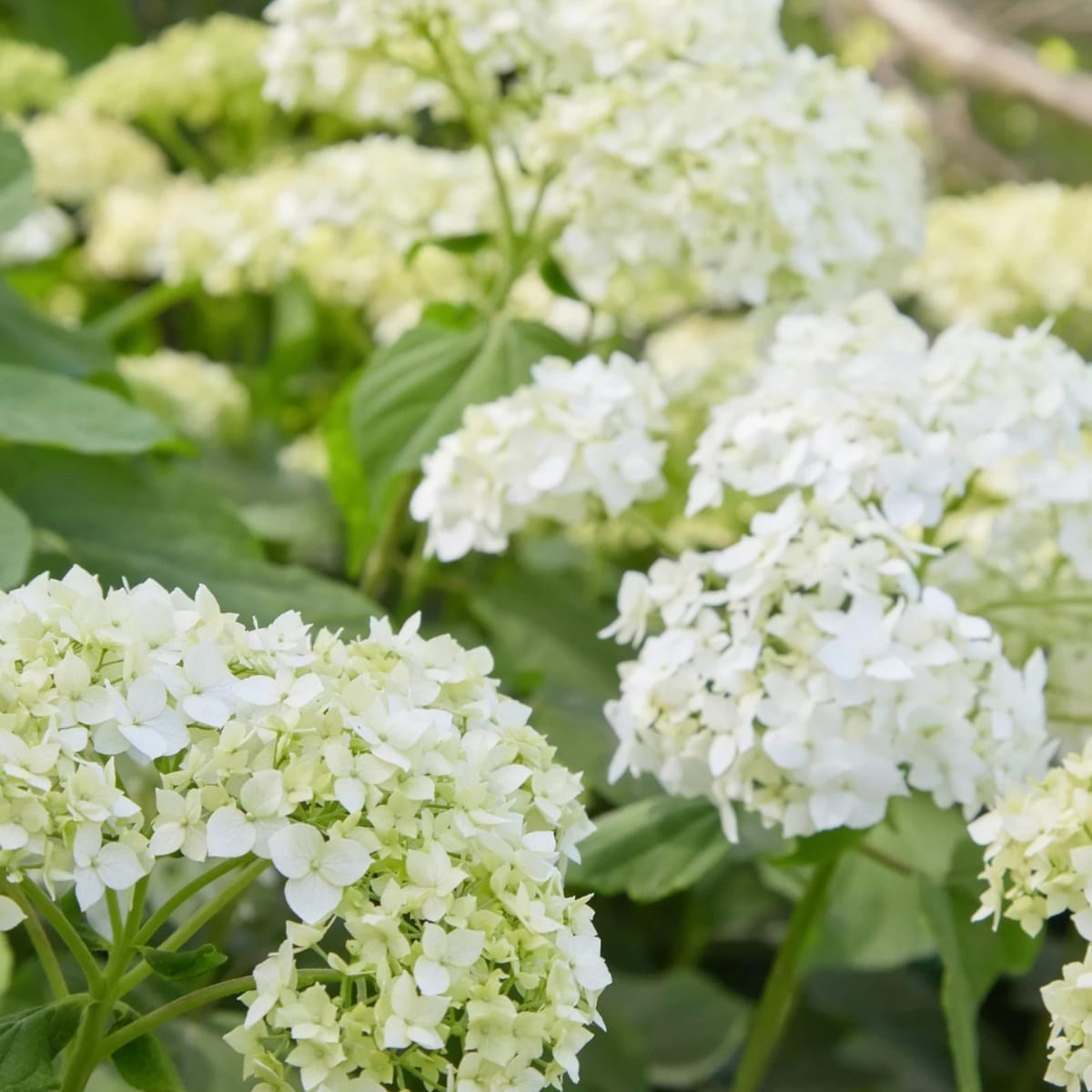Hortensia snoeien, tuin, planten Unsplash