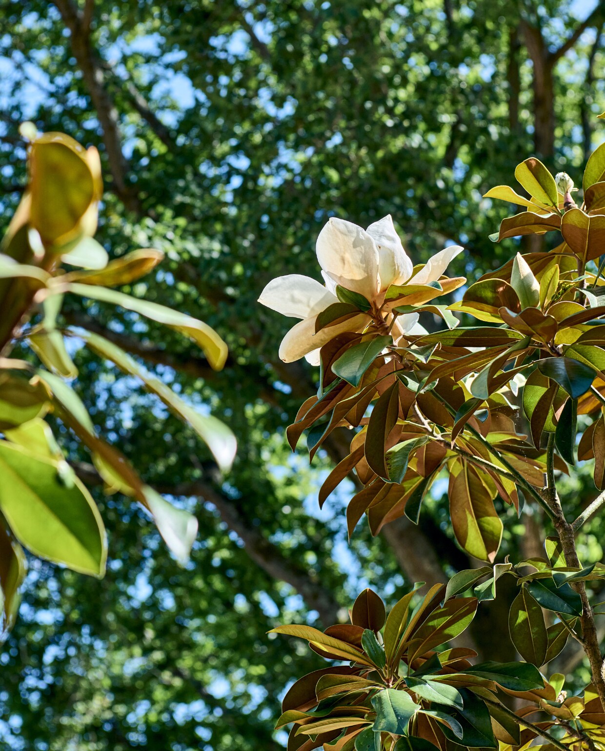 magnolia vtwonen tuinspecial 10 | styling Liza wassenaar | fotografie Sjoerd Eickmans
