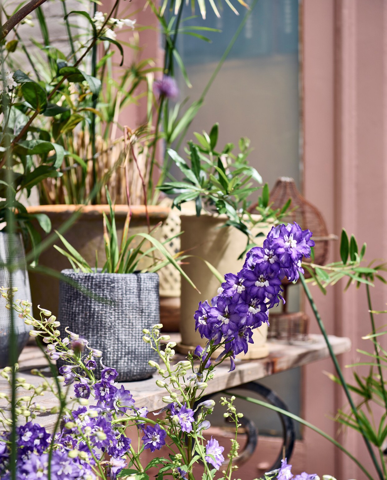 Paarse bloem Ridderspoor, plant in grijze pot Papyrus, pot vtwonen. Tafel gemaakt van steigerplanken en smeedijzeren onderstel dat in de tuin werd gevonden. vtwonen tuinspecial 10 | styling Liza wassenaar | fotografie Sjoerd Eickmans
