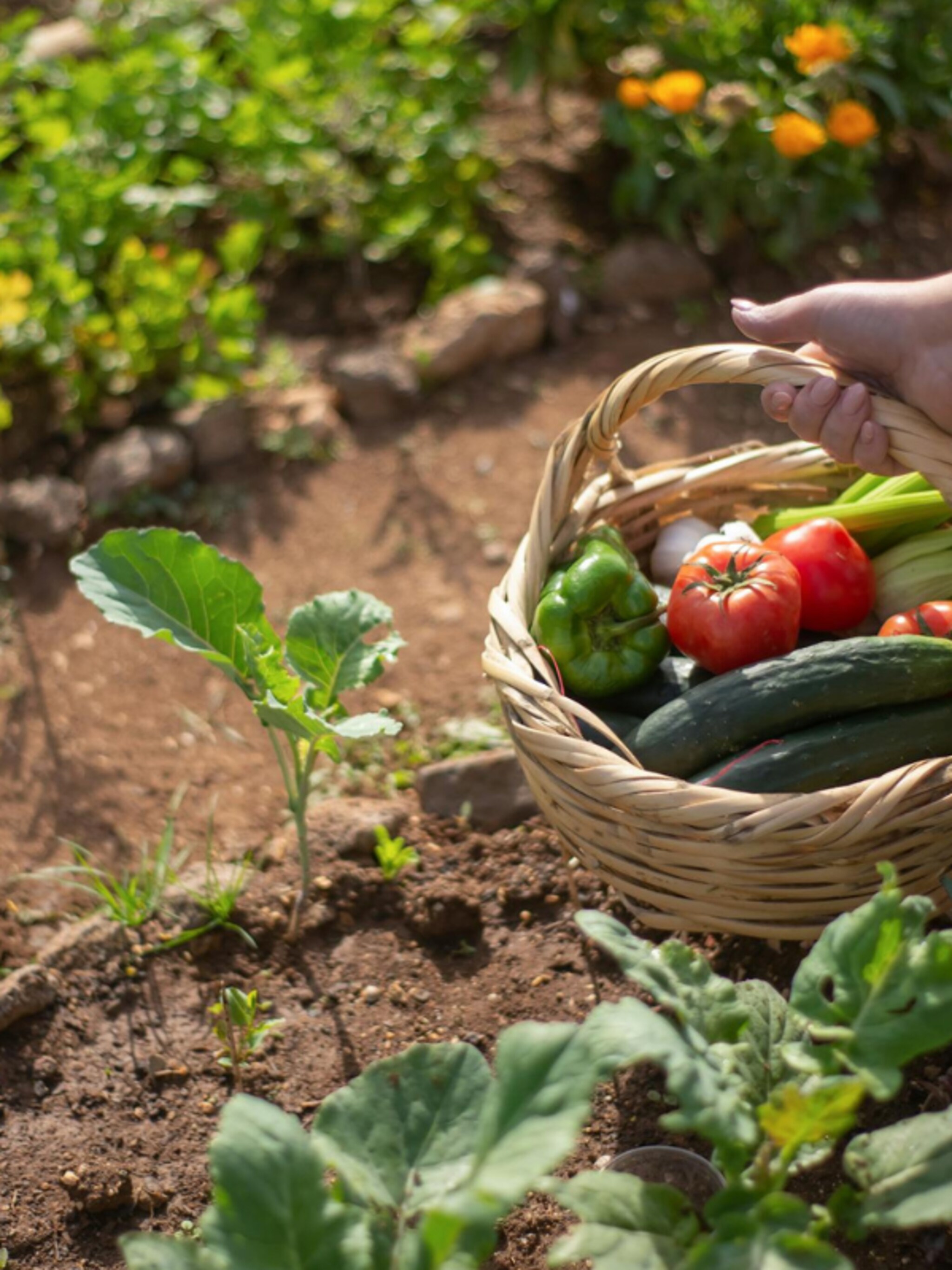 wat is de beste grond voor een moestuin