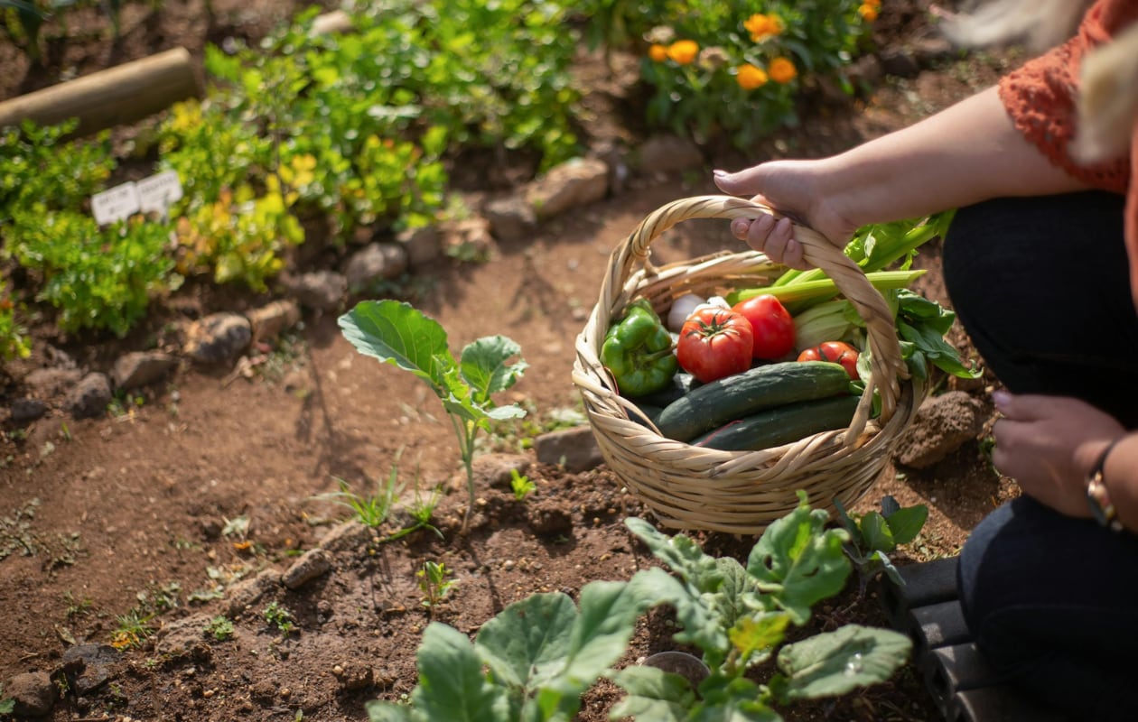 moestuin Pexels