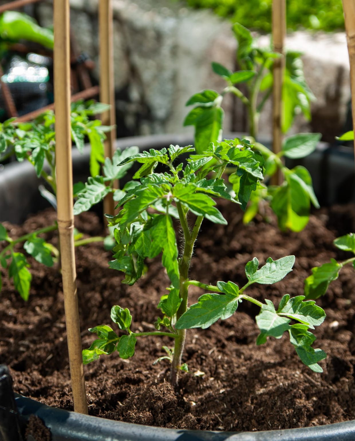 Moestuin Jorien Loman via Unsplash