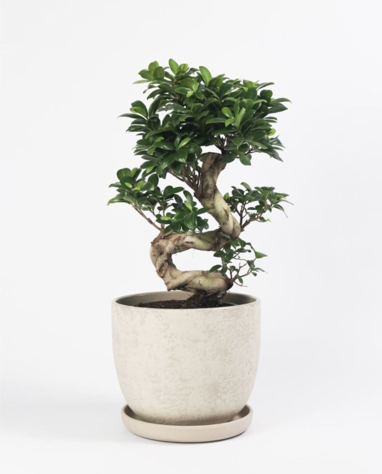 Bonsai in pot H&amp;M