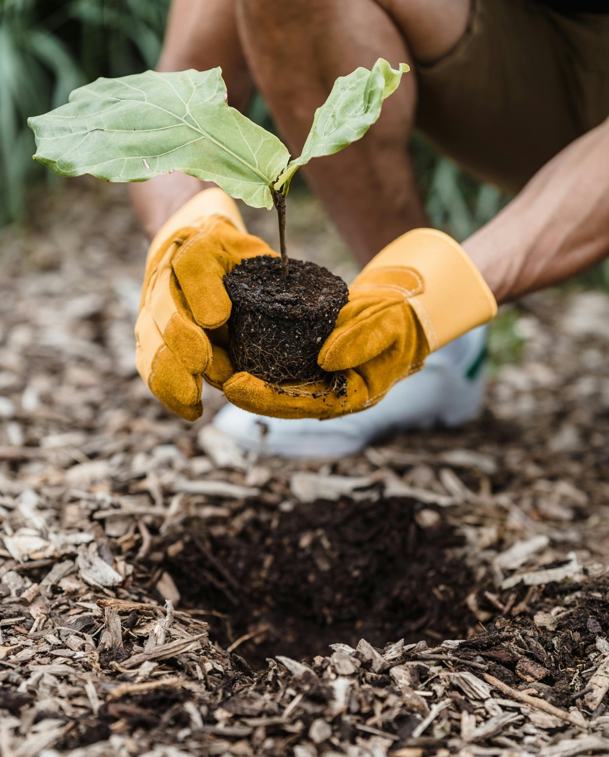 Wanneer is het tijd om planten te planten? Pexels