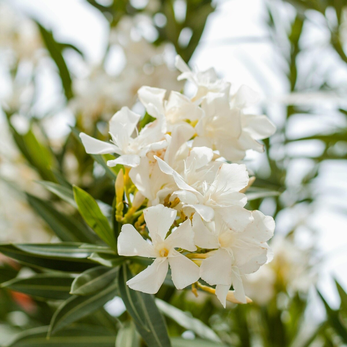 Zo verzorg je de mediterrane oleander Pexels