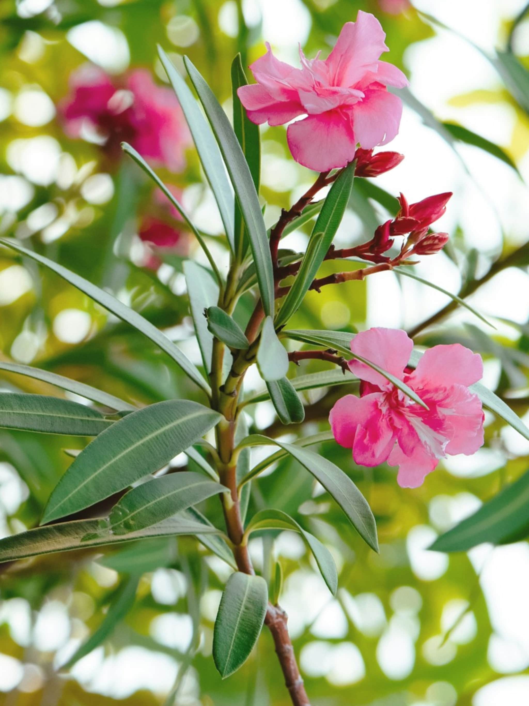 de hoogste tijd om de oleander te snoeien zo pak je het aan