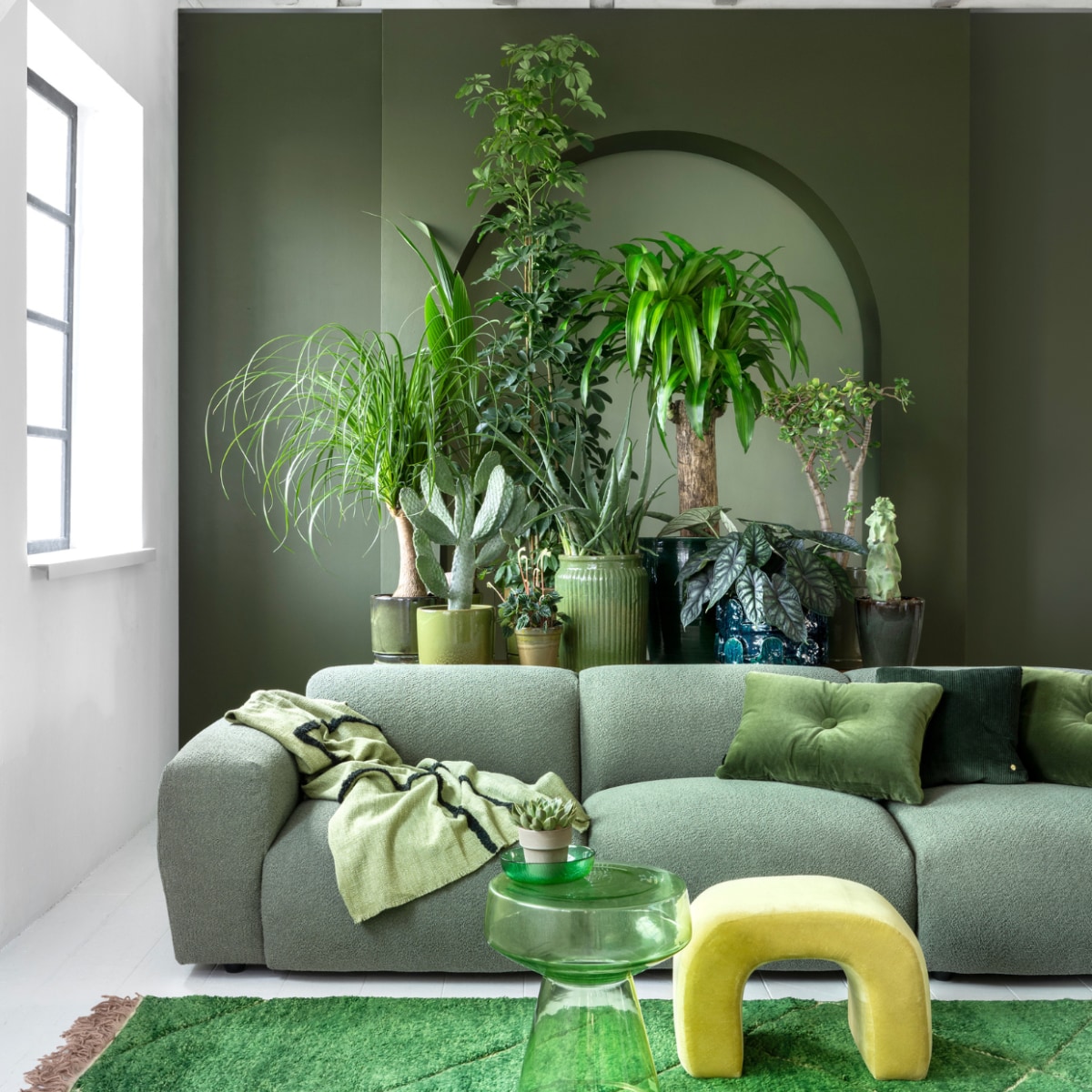 vtwonen 03 2023, groen | Plant en potten v.l.n.r.: plant Beaucarnea € 59,95, pot € 34,95, kokospalm € 14,95, pot € 24,95, cactus € 75,-, pot € 39,95, plant Peperomia € 6,95 , pot € 9,95, plant Schefflera € 100,-, pot € 39,95, plant Aloë Vera € 59,95, pot € 39,95, plant Dracena € 150,- (bydennis.nl), pot € 201,- (loods5.nl), plant Alocasia € 50,- (bydennis.nl), pot € 159,- (loods5.nl), plant Crassula € 75,-, pot € 34,95, cactusplant € 69,95, pot € 39,95 (bydennis.nl). Op bijzettafel: plant € 6,95, pot € 5,95 (bydennis.nl). Donkergroene muurverf nr.76, lichtgroene muurverf in de boog nr. 41 van Lab Paint, per liter € 48,- (vestingh.nl). Bank Cosy, 295x97x70 cm (bxdxh) € 3238,-, ribfluwelen kussen € 79,- (loods5.nl). Vloerkleed van HKliving, 280x180 cm € 1295,-, glazen bijzettafel van HKliving € 229,-, plaid van HKliving € 74,95, glazen kom van HKliving € 5,99, velours kussen van Hay € 95,- (vtwonen.nl). Gele fluwelen kruk € 249,- (urbannatureculture.com). vtwonen 03 2023 | styling Marianne Luning | fotografie Stan Koolen