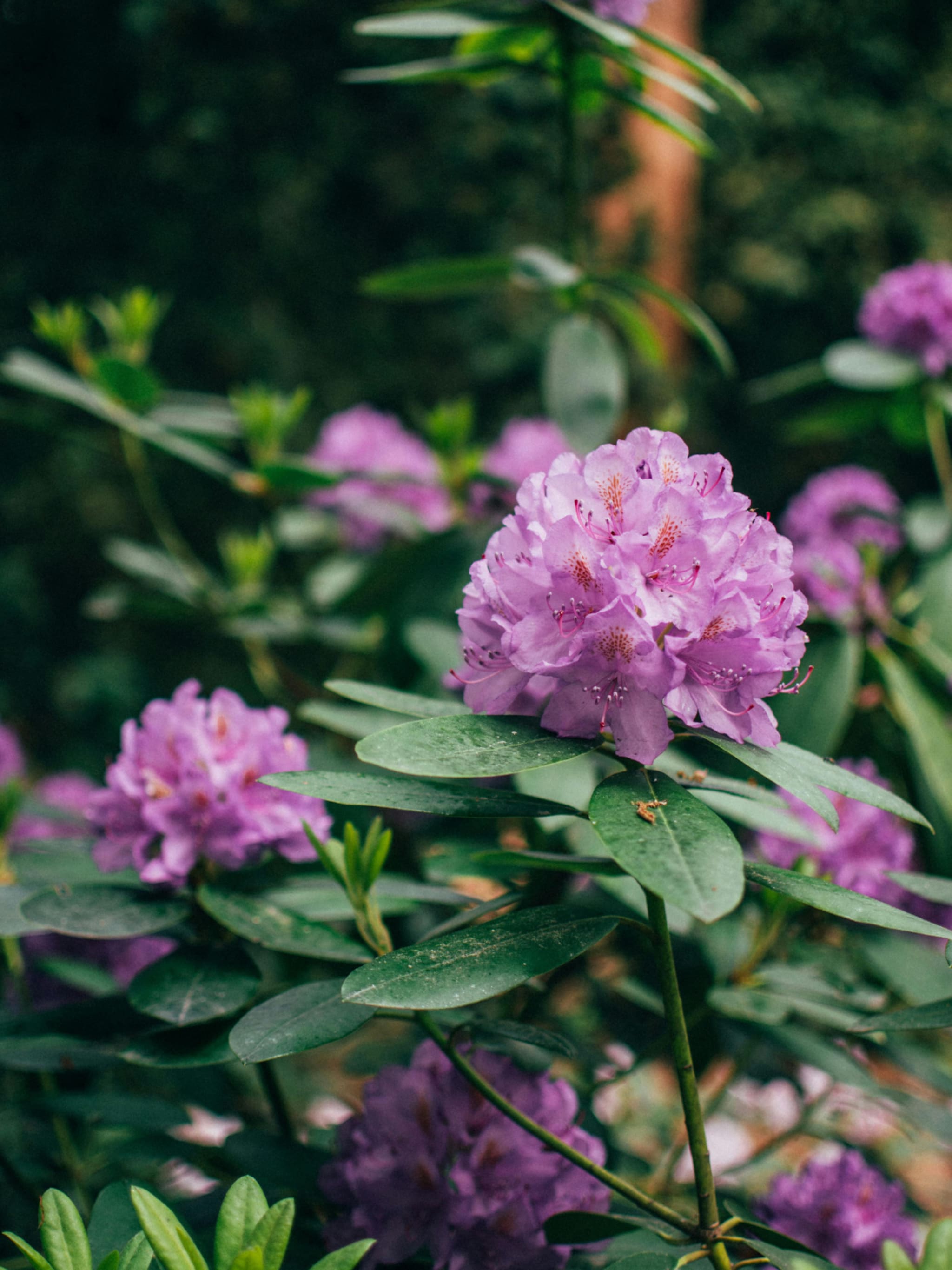 hoe en wanneer snoei je een rododendron