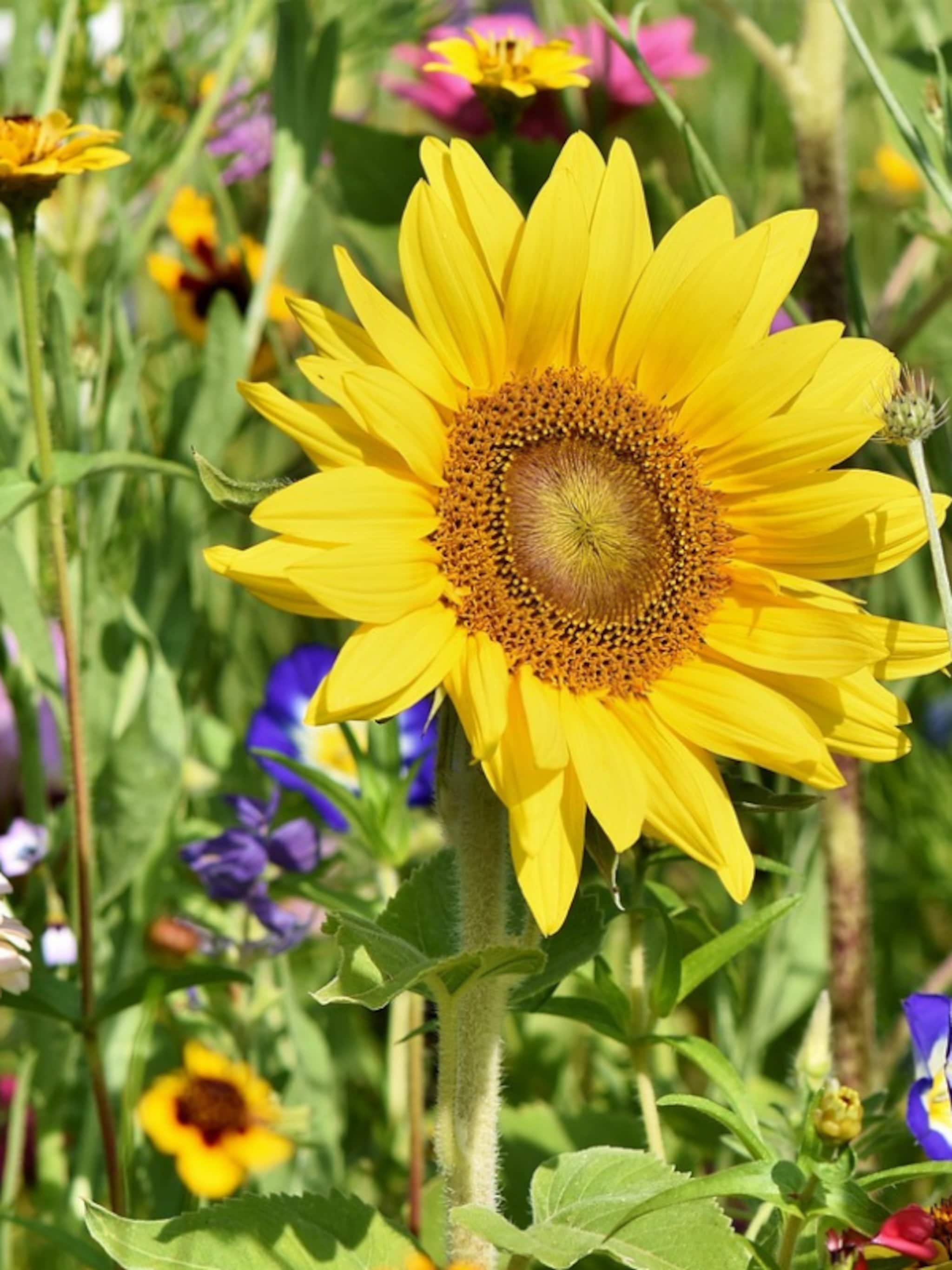 9 typische zomerbloemen