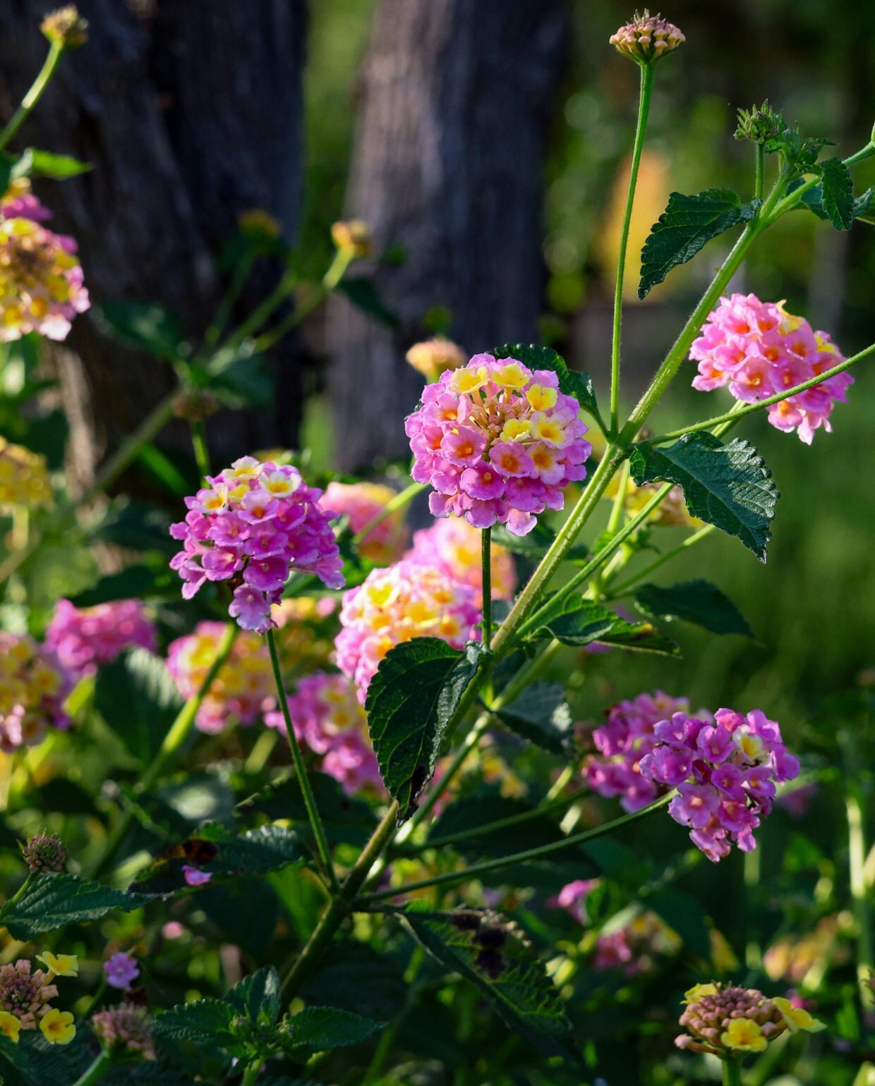 Hoeveel uur zon betekent het als tuinplanten halfschaduw, schaduw of volle zon moeten staan? Pexels