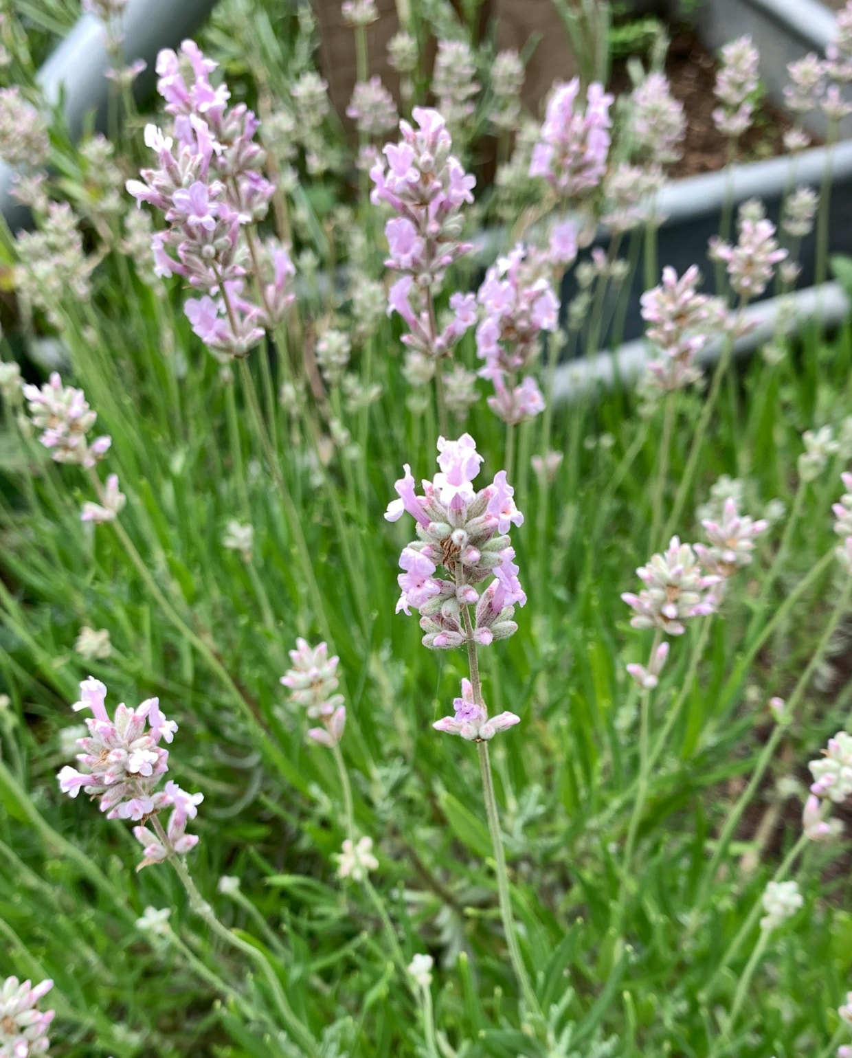Roze lavendel foto van Katrina Wright via Unsplash