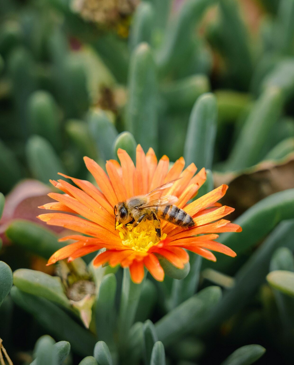 Wespen wegjagen: zo houd je ze op afstand Wesp | Beeld via Unsplash