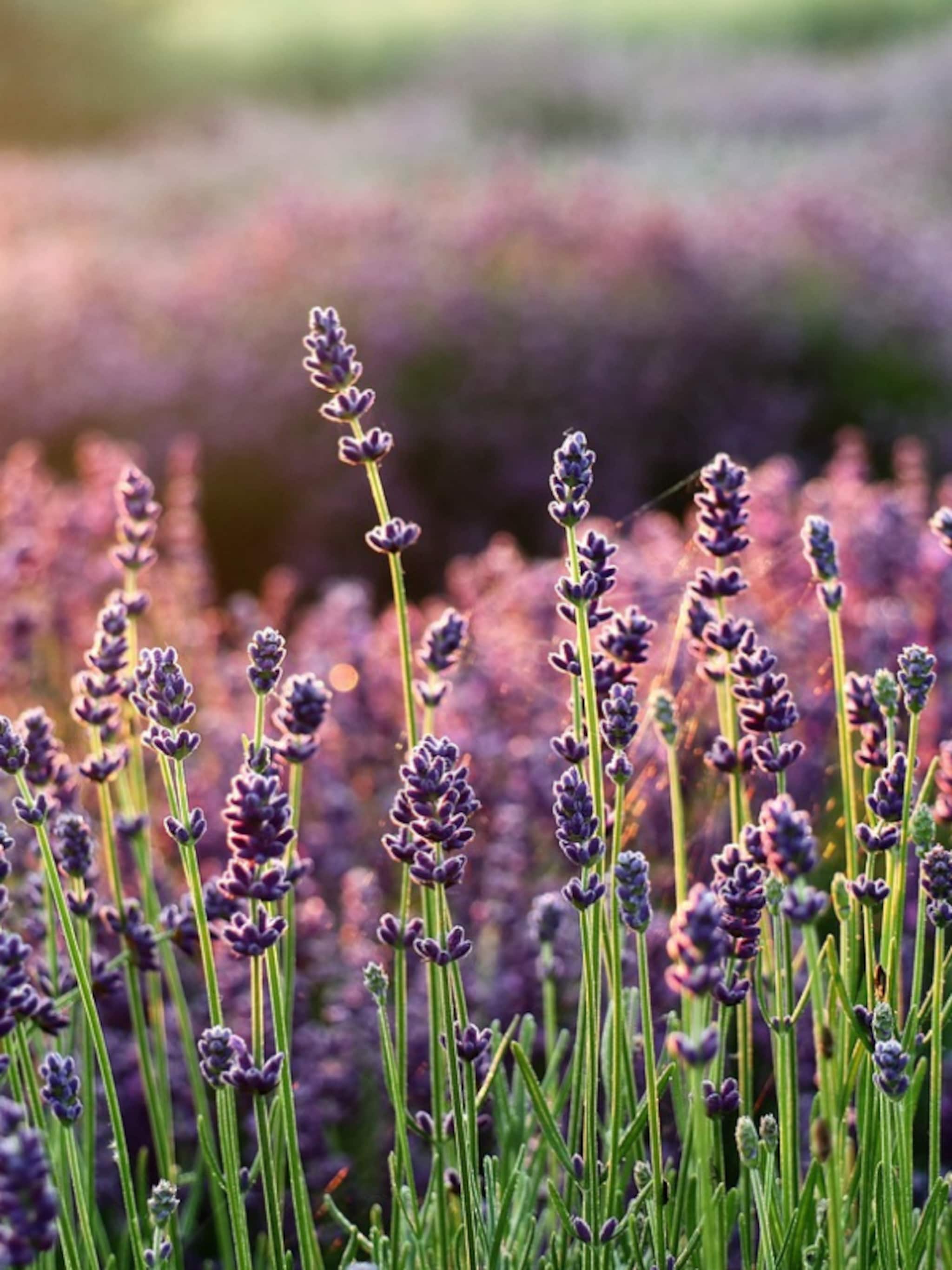 geneeskrachtige planten en kruiden in tuin