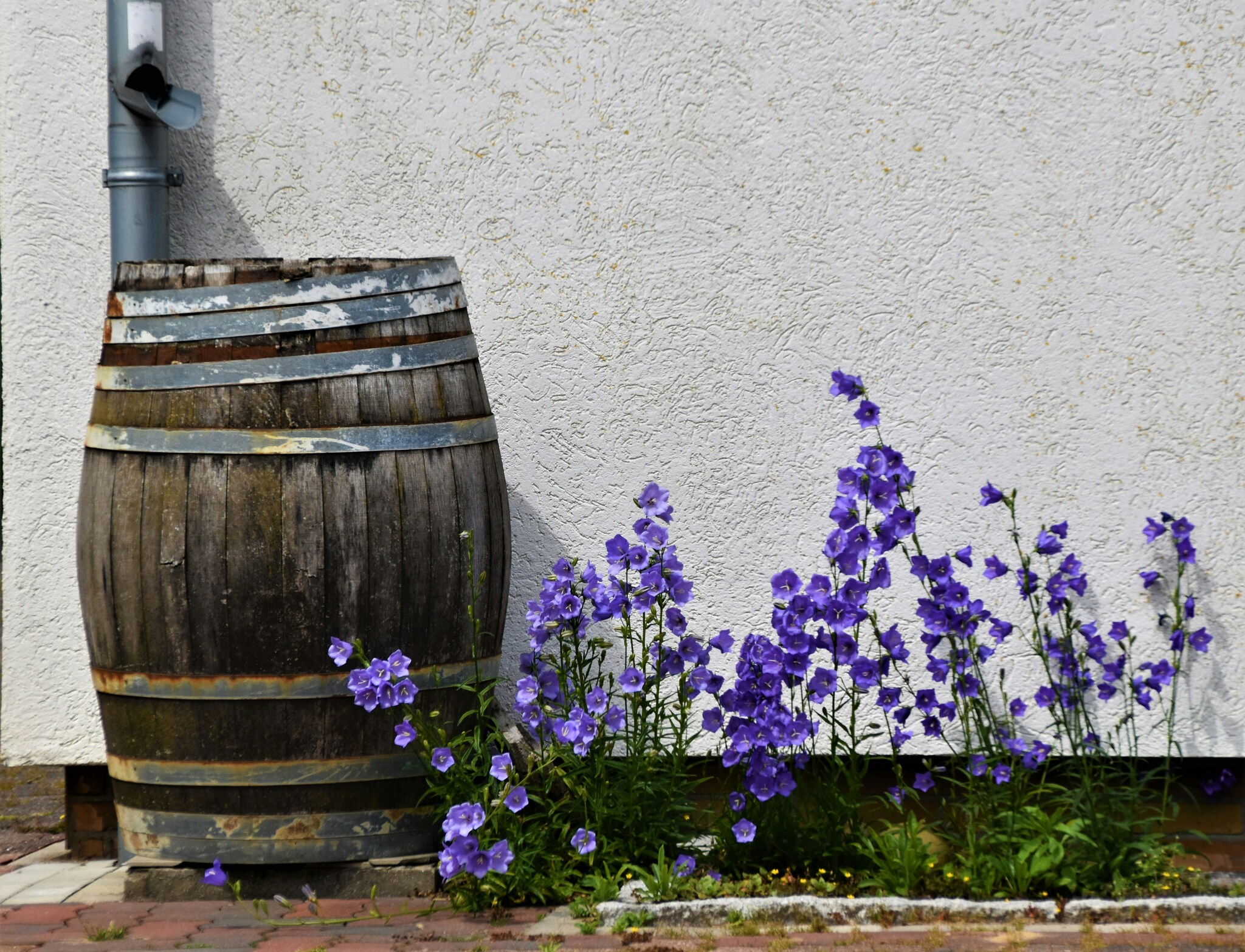 Regenton en bordertuin fotografie Waldemar (via Unsplash)
