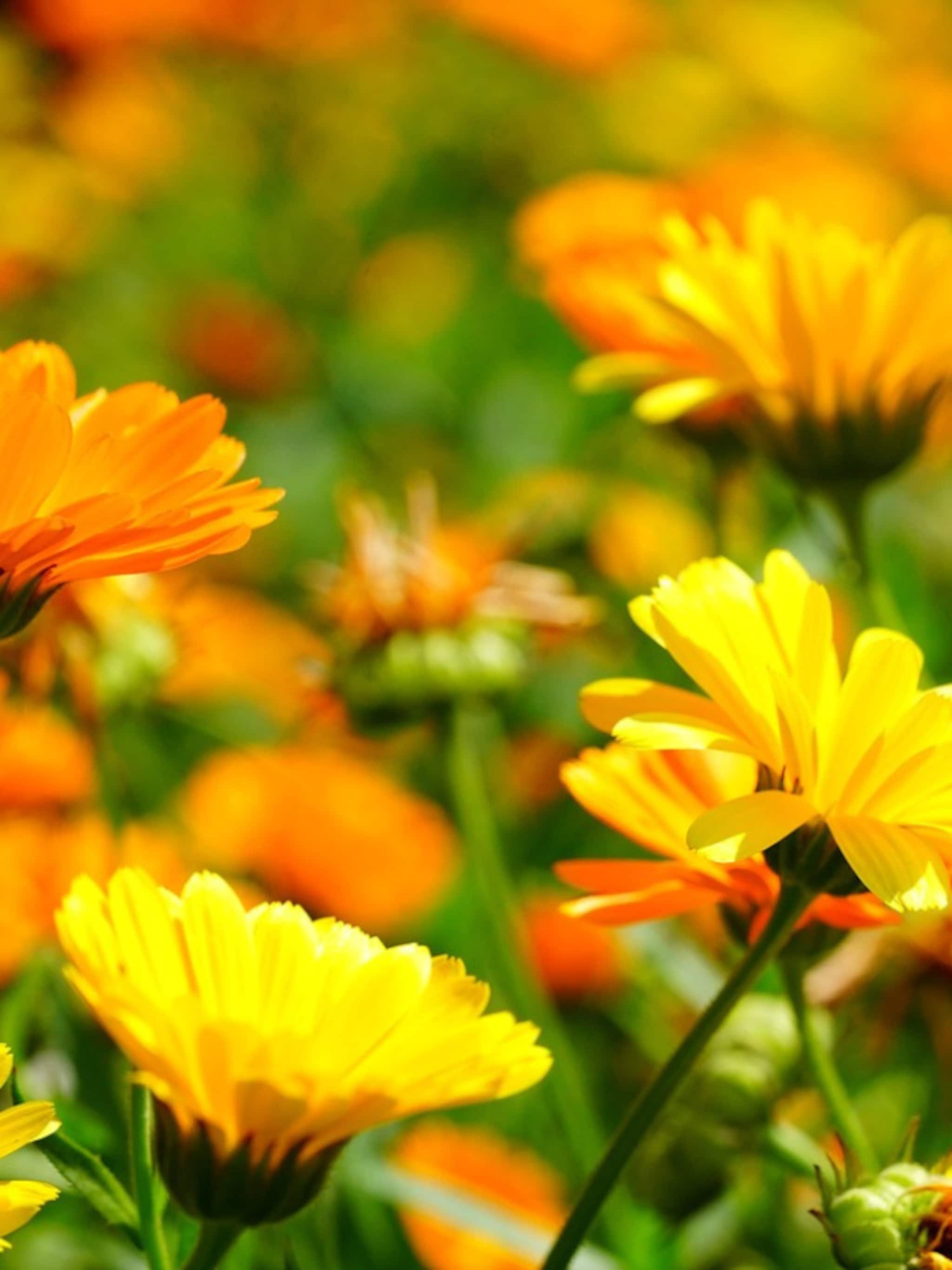 bloemen zaaien in september