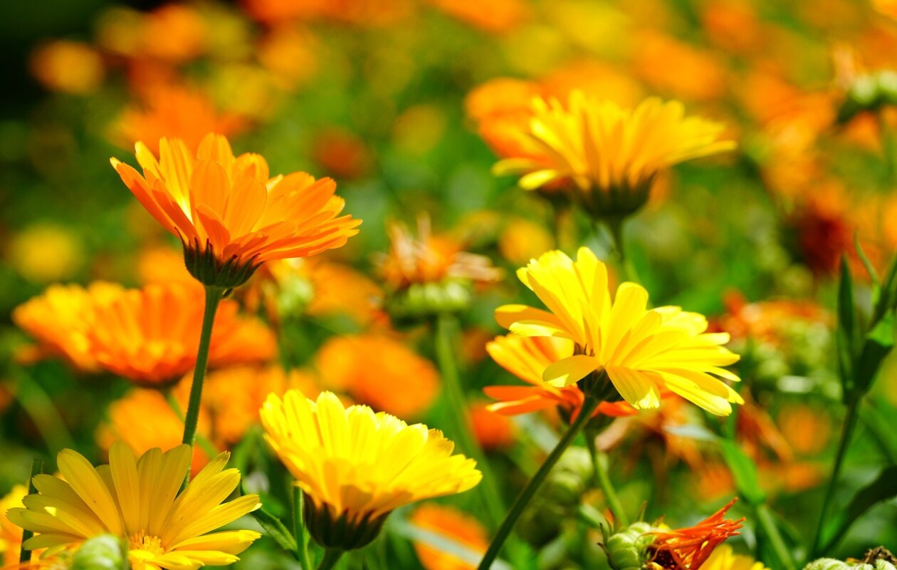 goudsbloem, bloemen Pixabay