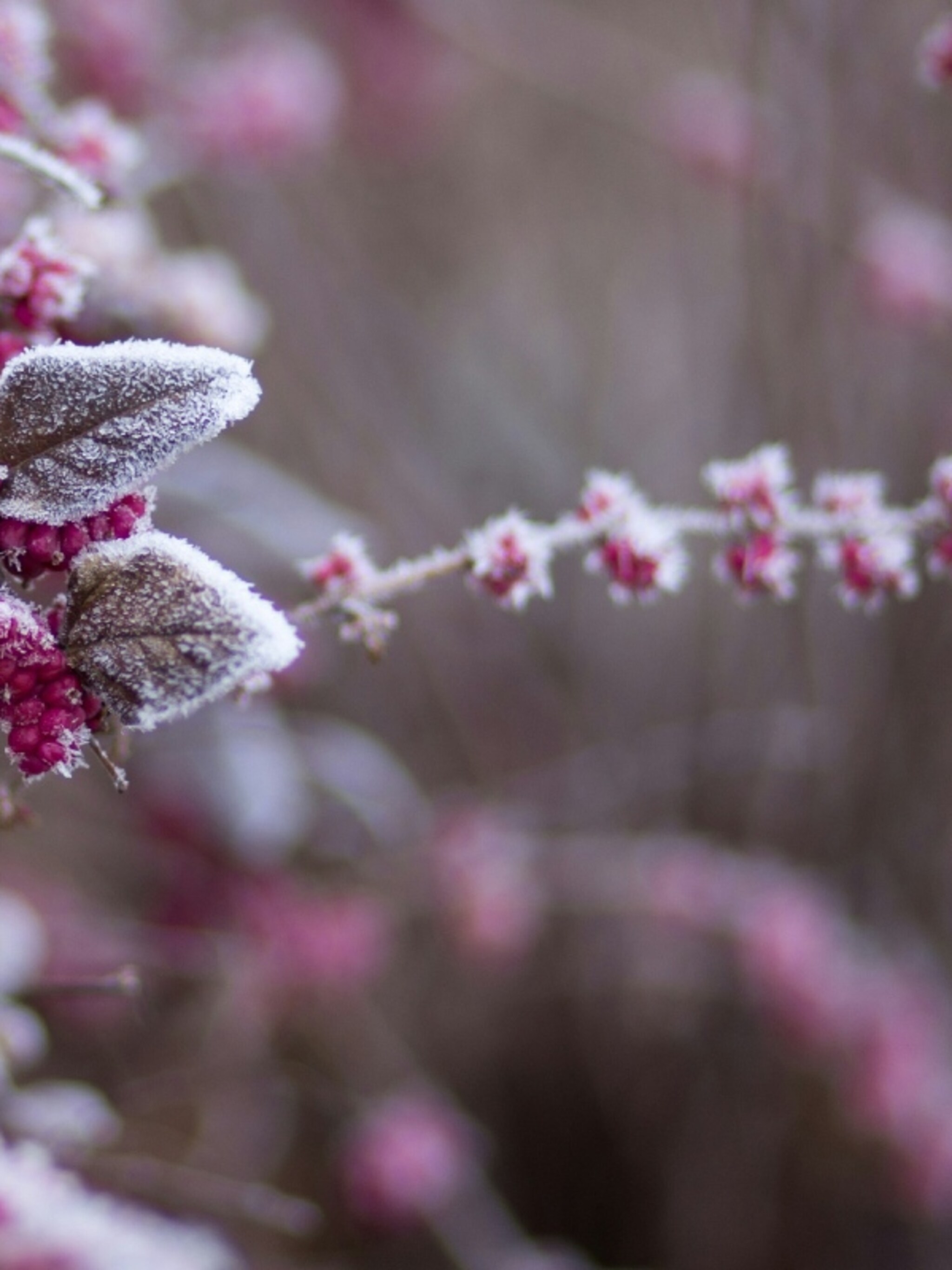 planten helpen overwinteren