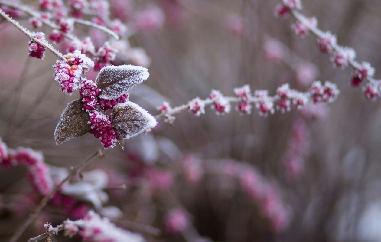 Zo help je planten de winter door Unsplash