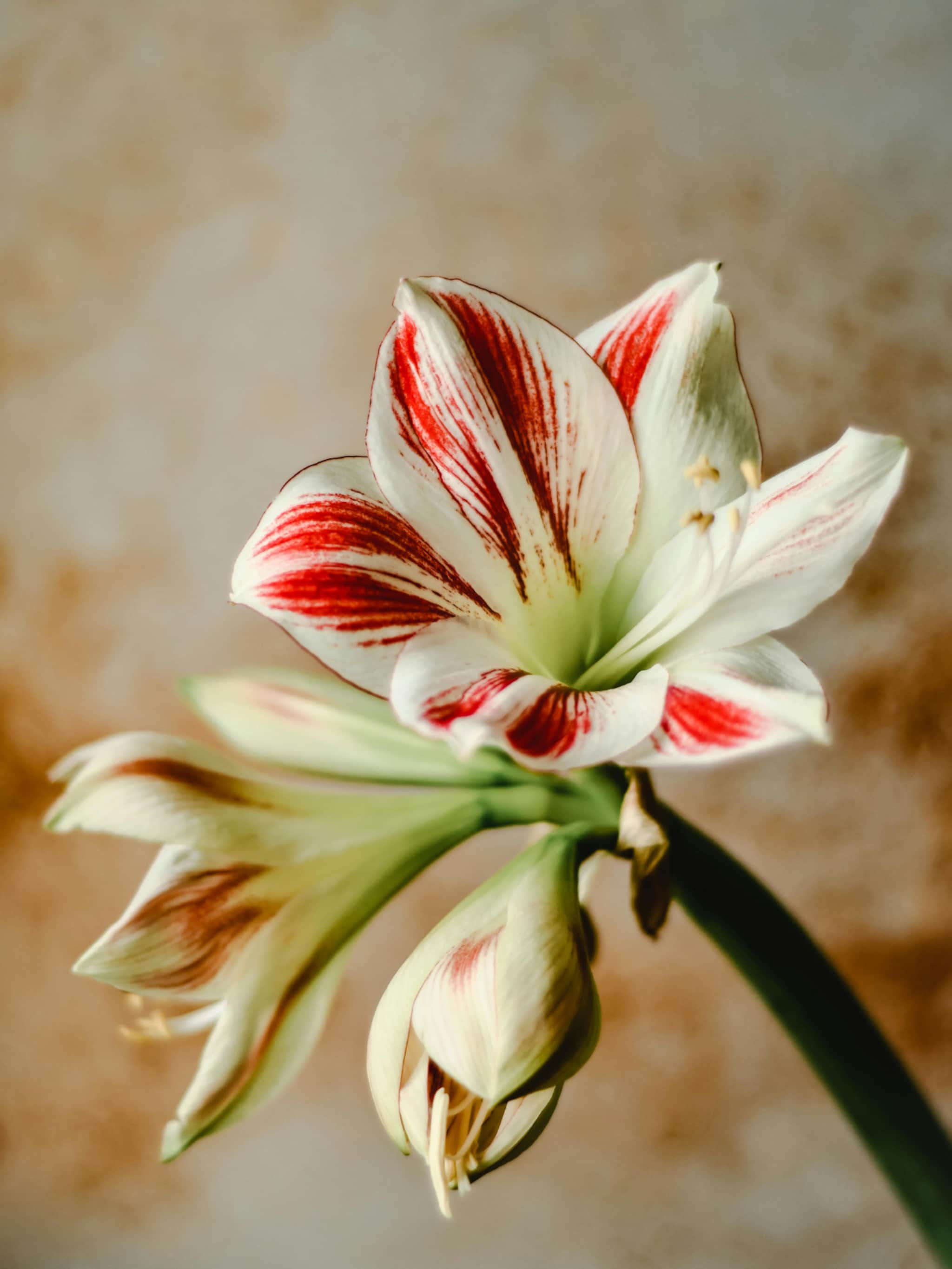 feestelijke planten voor kerst verzorging