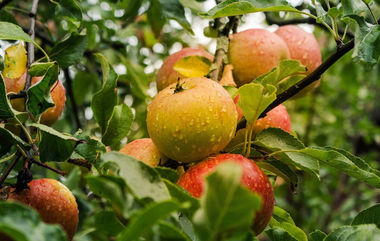 Appelboom Pixabay