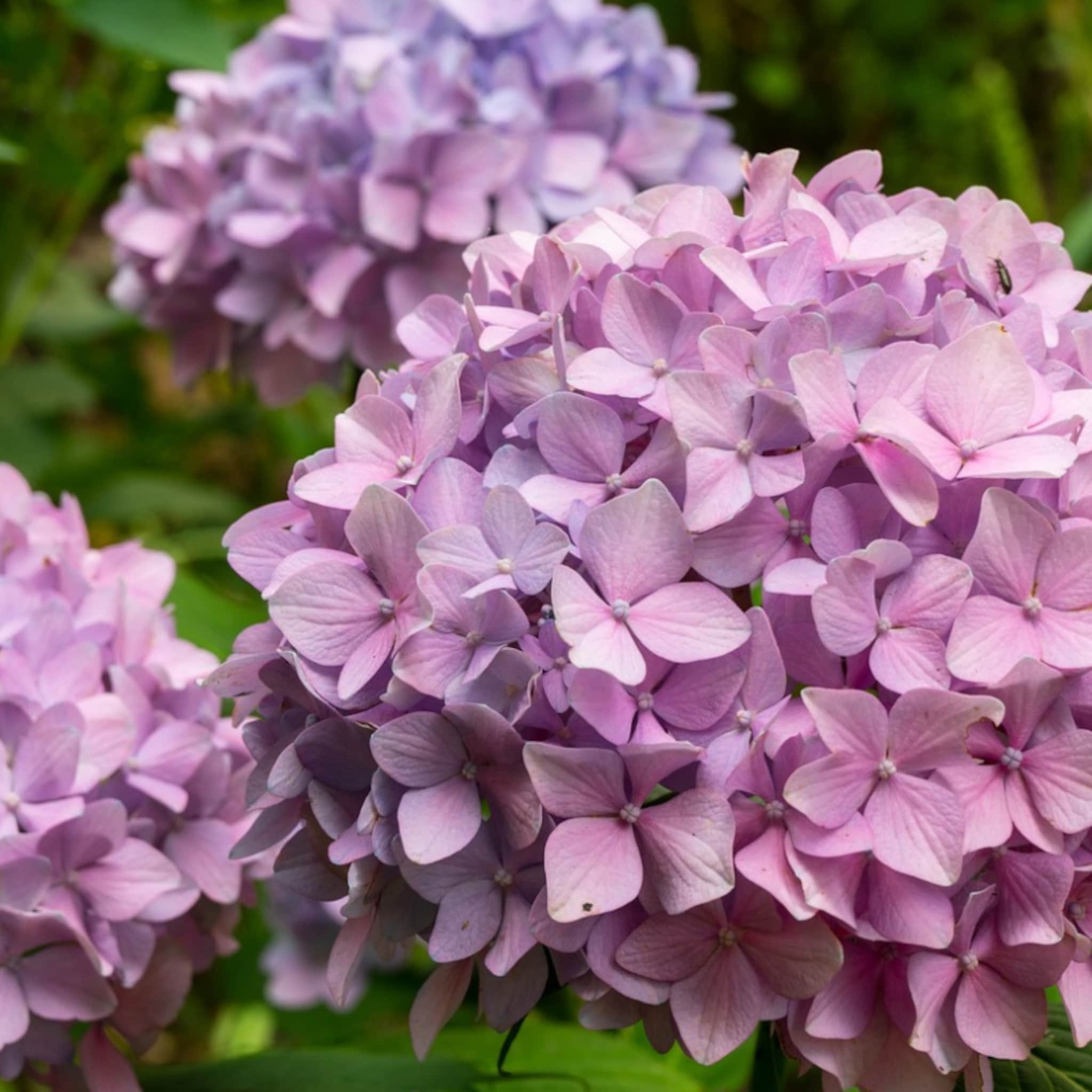 wanneer en hoe hortensia snoeien