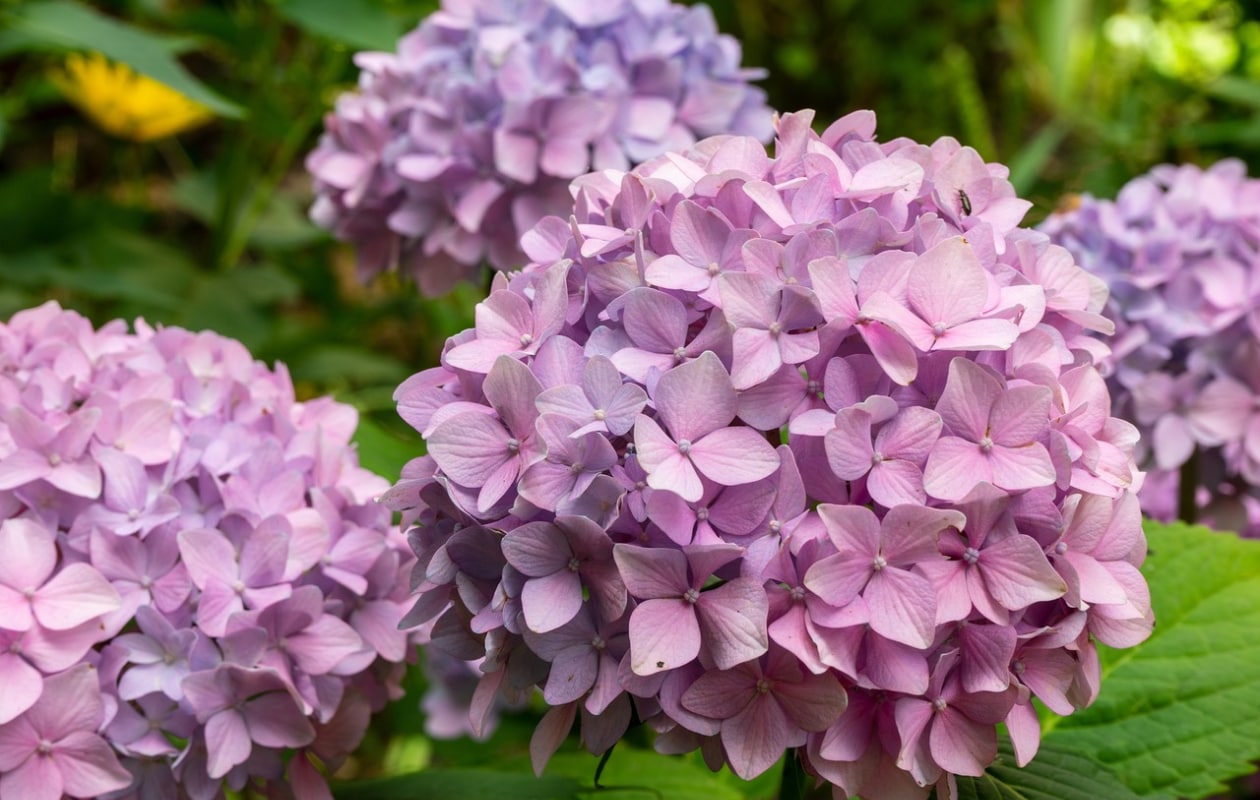 Hortensia, bloemen Pixabay