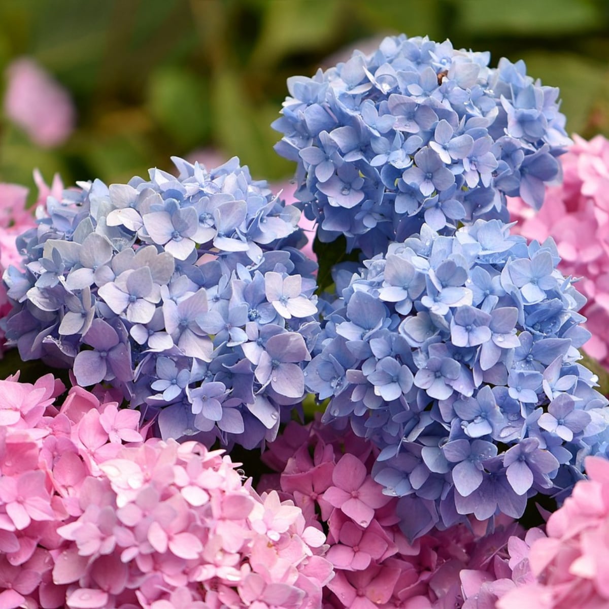 Hortensia Pixabay