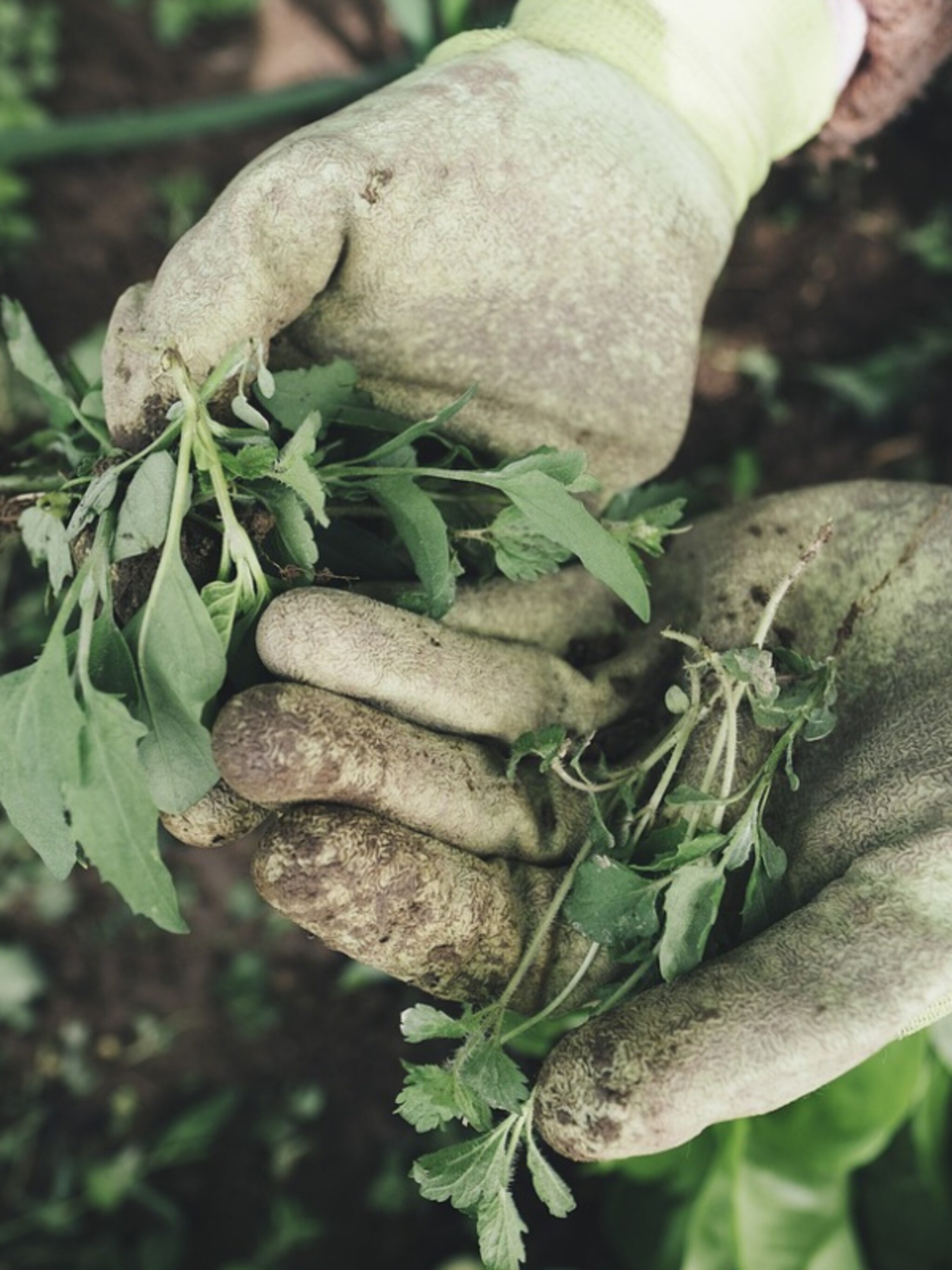 onkruid vergaat wel 20x onkruid herkennen verwijderen en uit de tuin verbannen