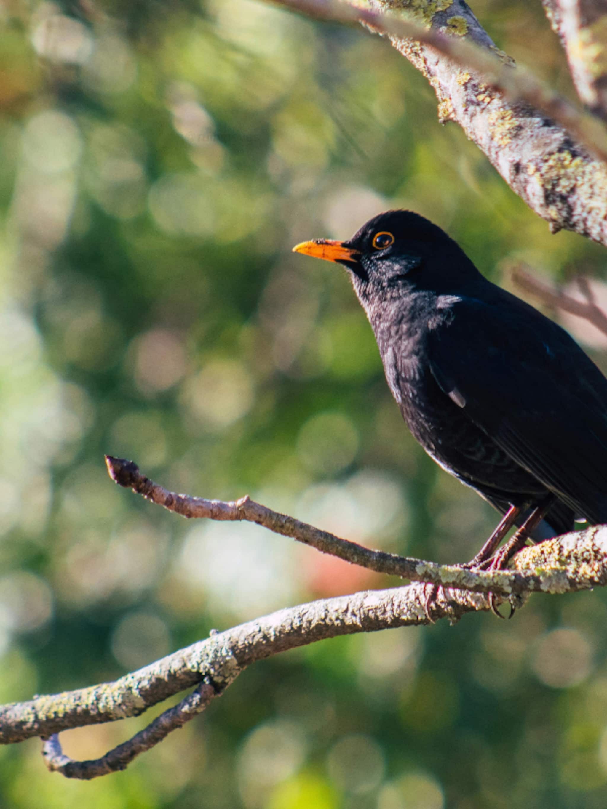 meer vogels in de tuin