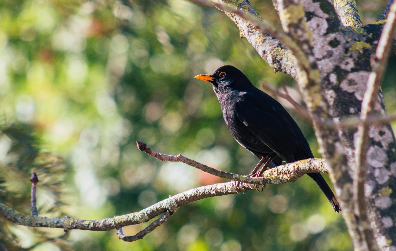 Close Upfoto Van Zwarte Vogel Neergestreken Op Tak Pexels | Rui Neves