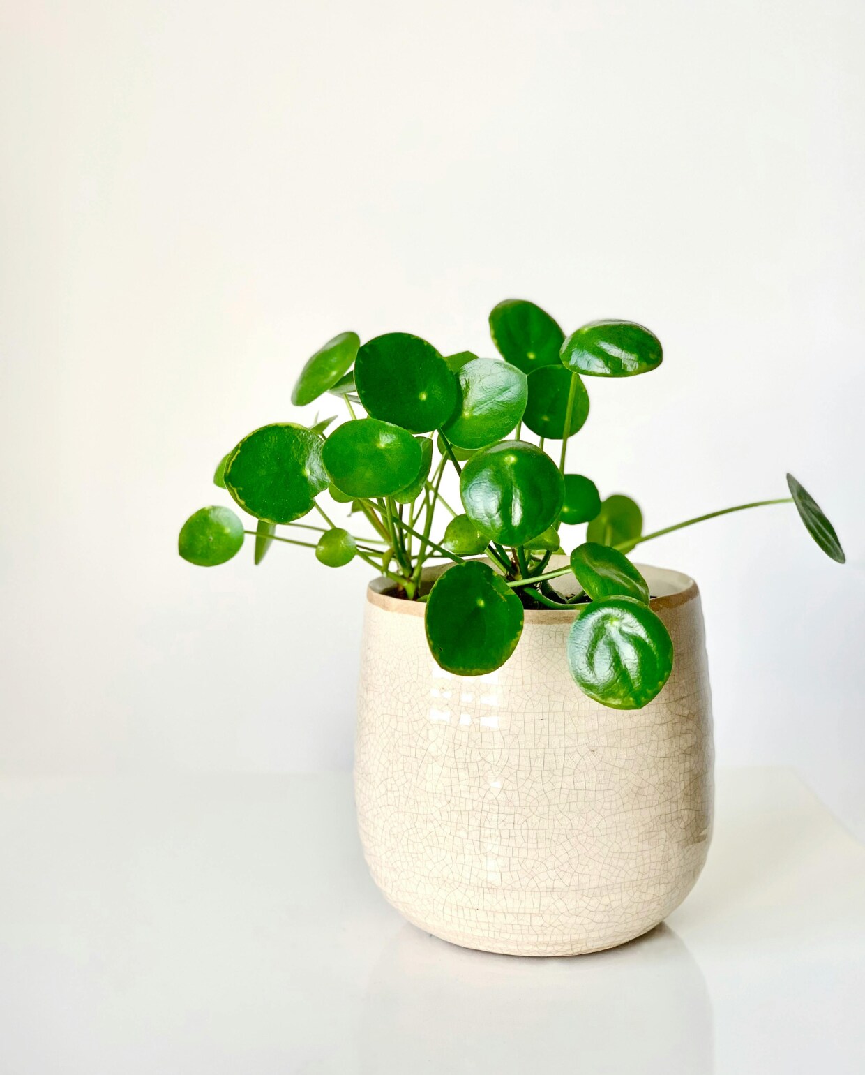 pannenkoekplant of Pilea peperomioides Pexels