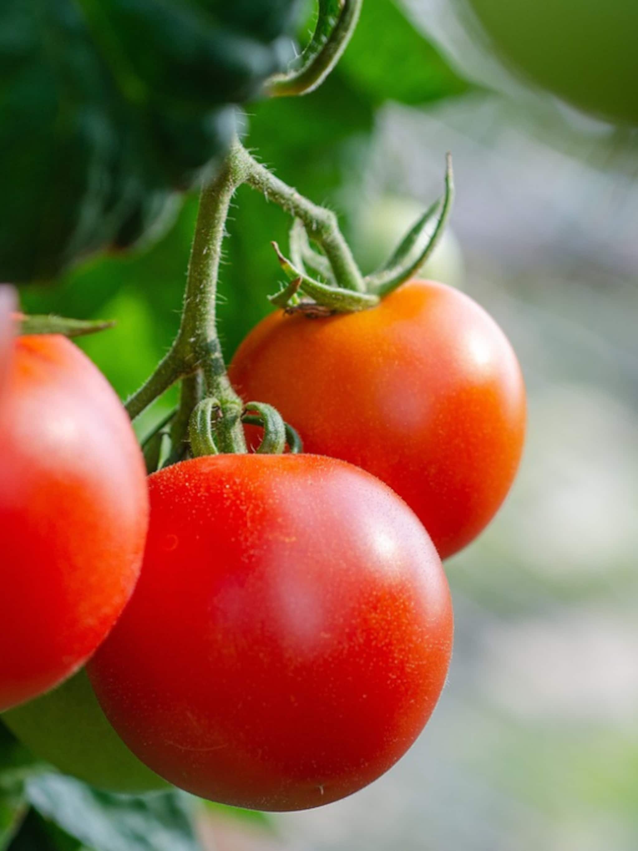 zelf tomaten kweken in tuin